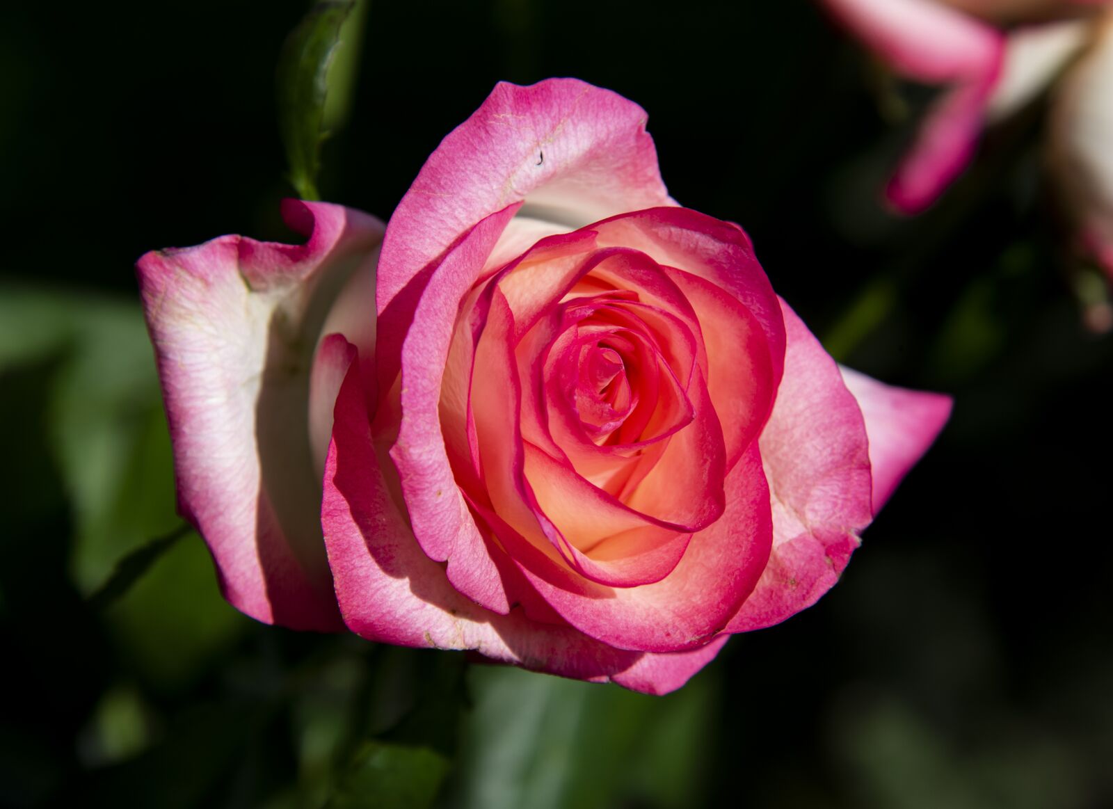 Nikon D750 sample photo. Rose, spring, flower photography