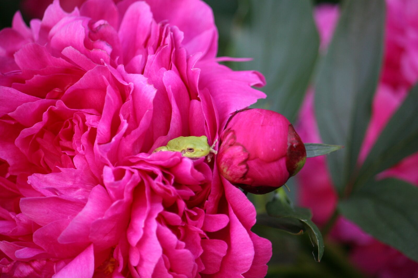 Canon EOS 20D sample photo. Frog, peony, flower photography