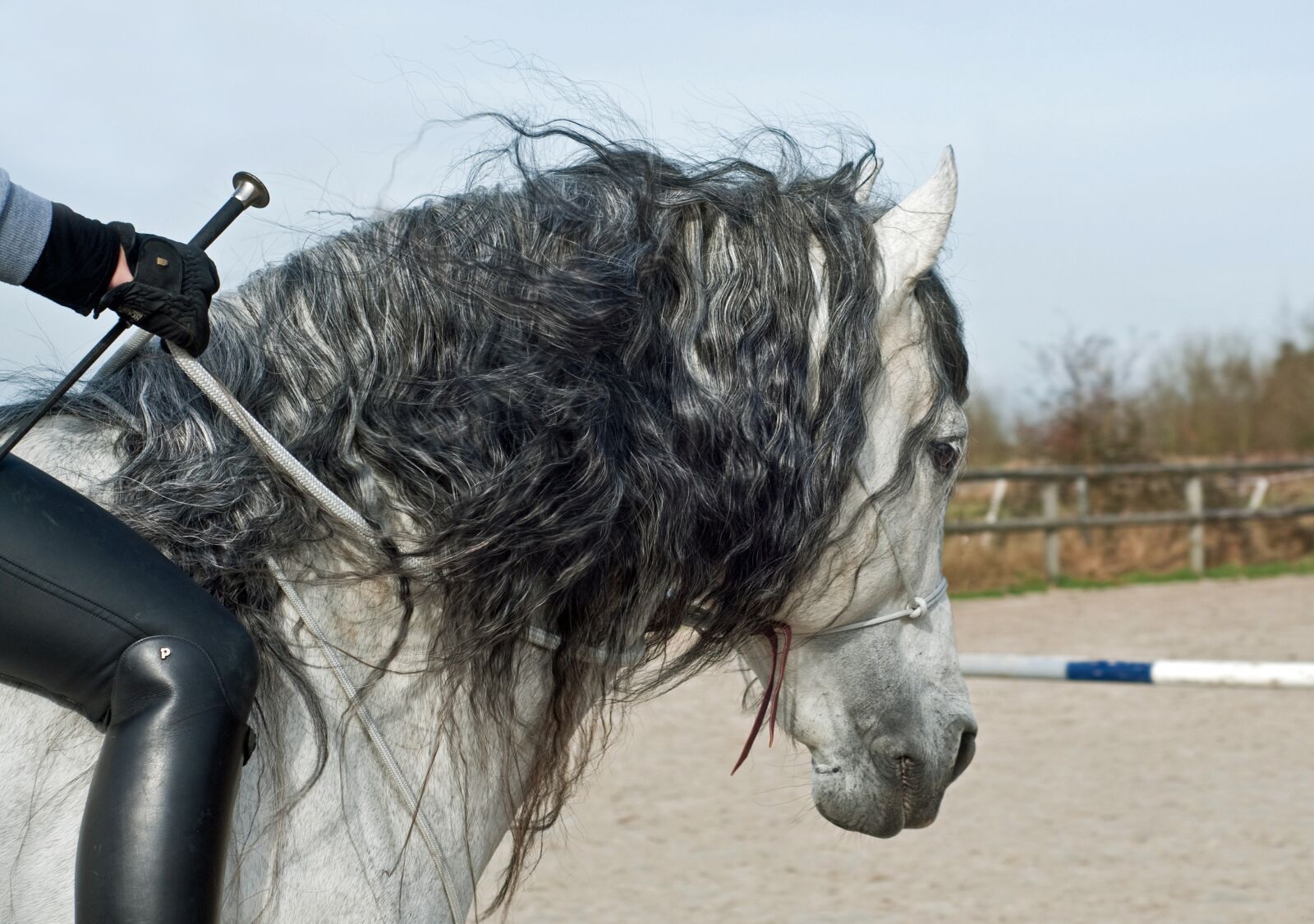 Nikon D300 sample photo. Horse, mane, horseback riding photography