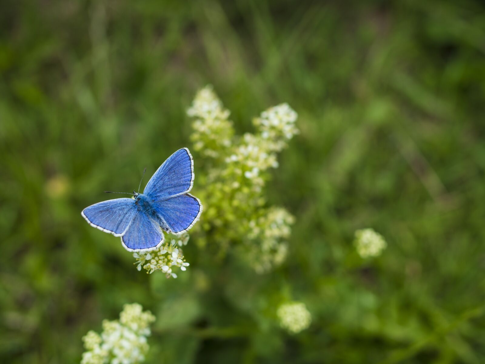 Olympus OM-D E-M10 II + Olympus M.Zuiko Digital 25mm F1.8 sample photo. Butterfly, insects, wings photography