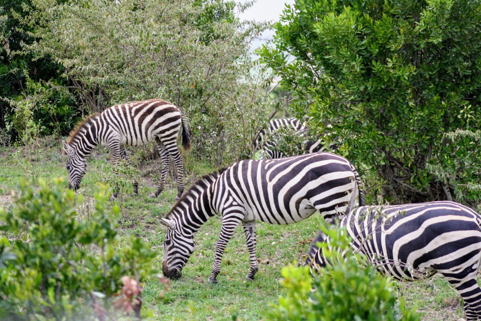 Canon EOS 1000D (EOS Digital Rebel XS / EOS Kiss F) sample photo. Zebra, grazing, nature photography