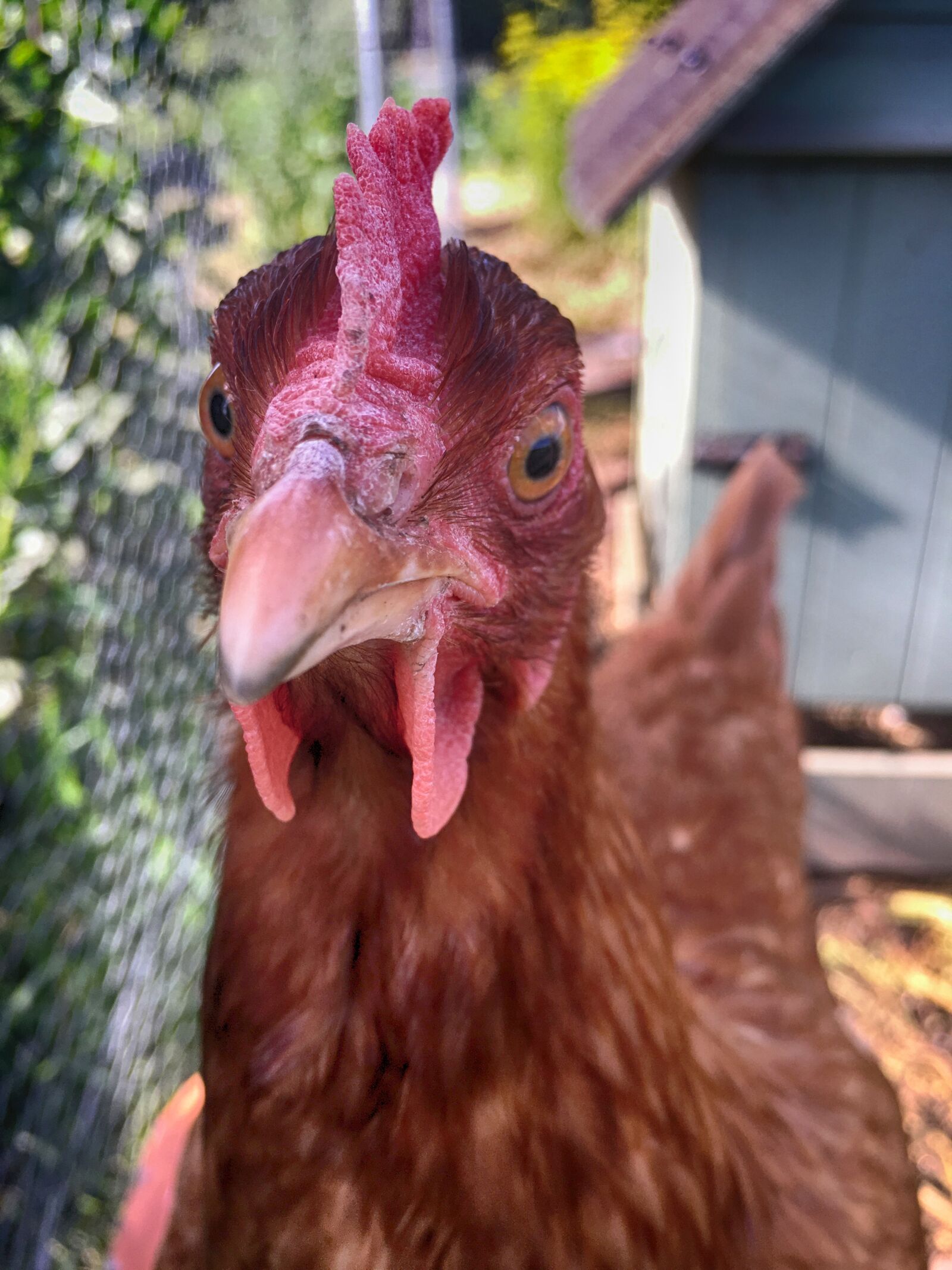 Apple iPhone 6s sample photo. Chicken, bird, animal photography