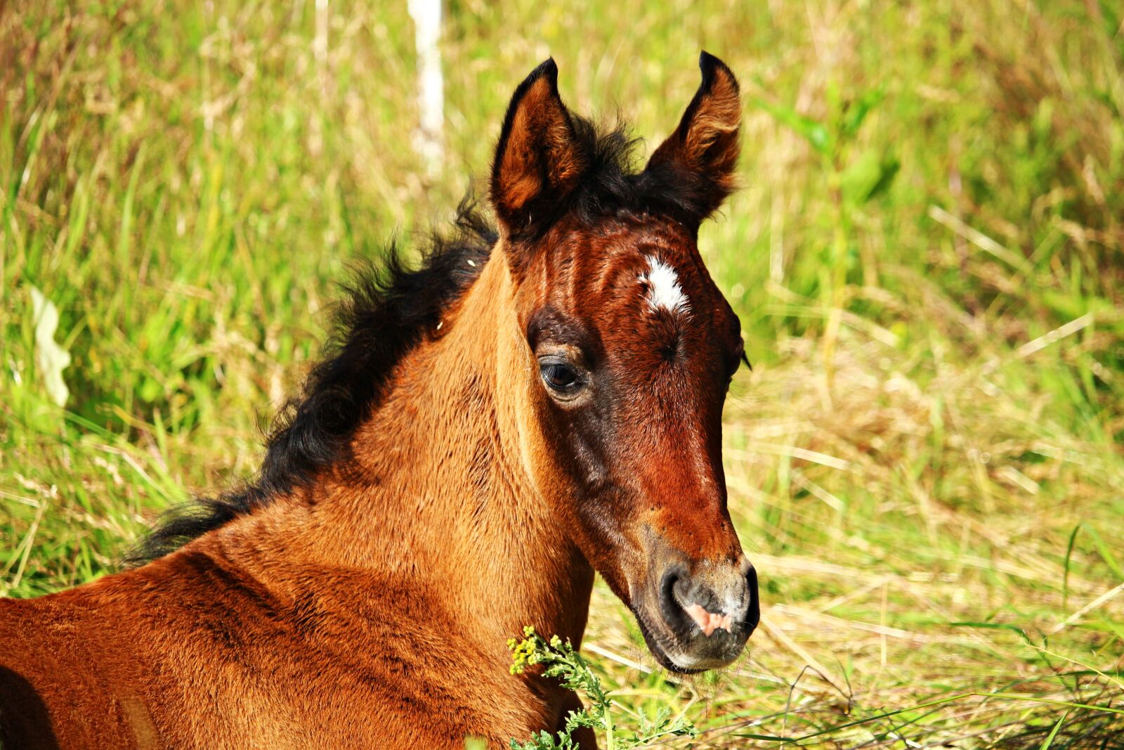 Canon EOS 100D (EOS Rebel SL1 / EOS Kiss X7) sample photo. Horse, foal, thoroughbred arabian photography