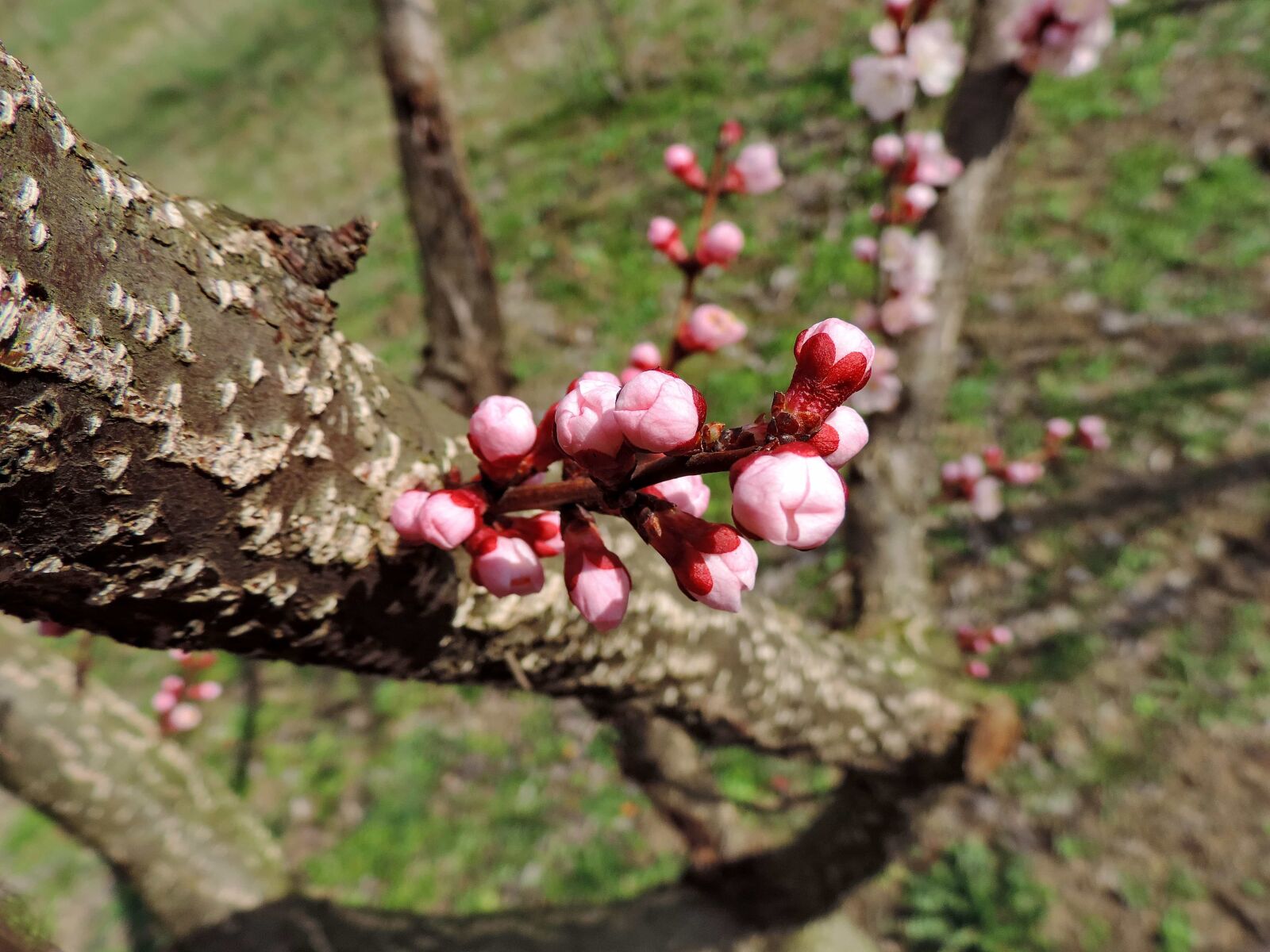 Nikon Coolpix P520 sample photo. Flower bud, spring time photography