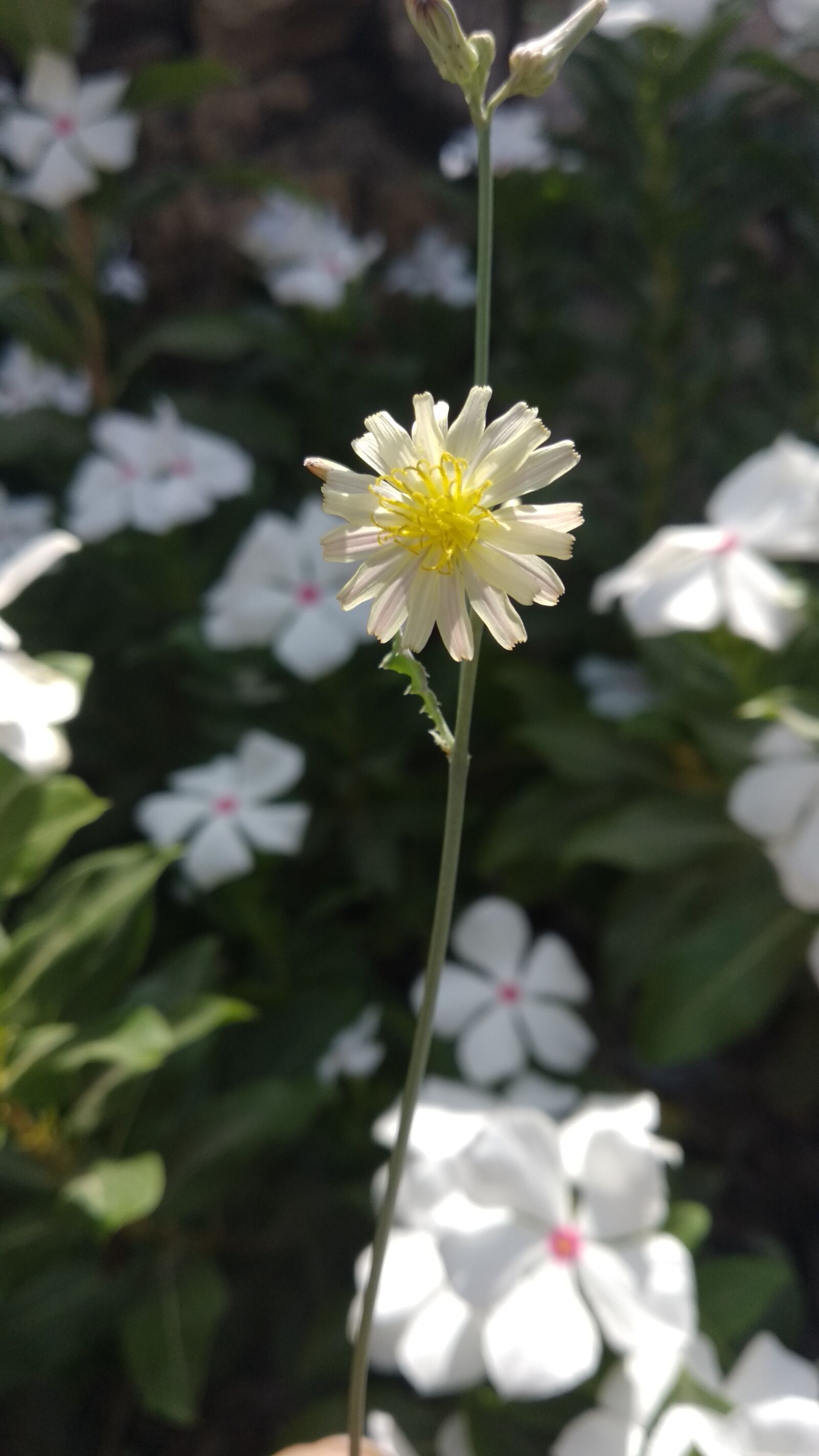 Xiaomi Mi A1 sample photo. Flower, nature, flora photography