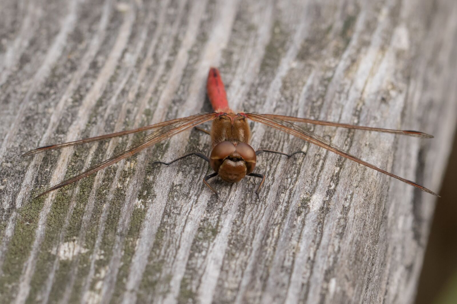 Canon EOS 7D Mark II sample photo. Dragonfly, darter sympetrum, crimson photography