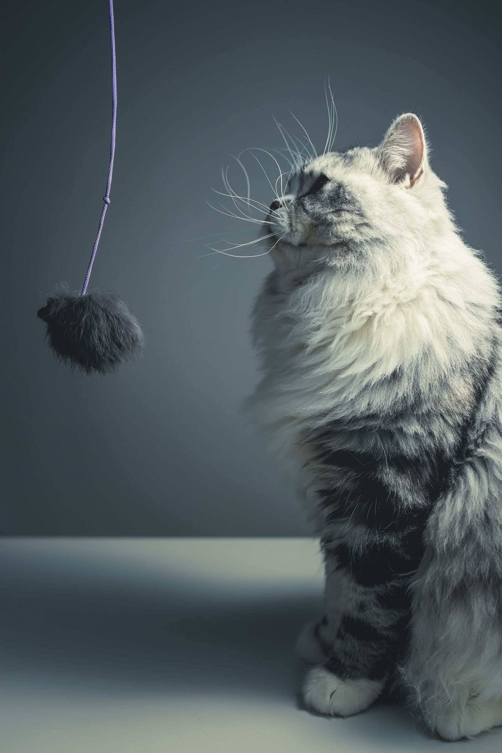 Nikon D810 sample photo. Cat, persian breed, black photography