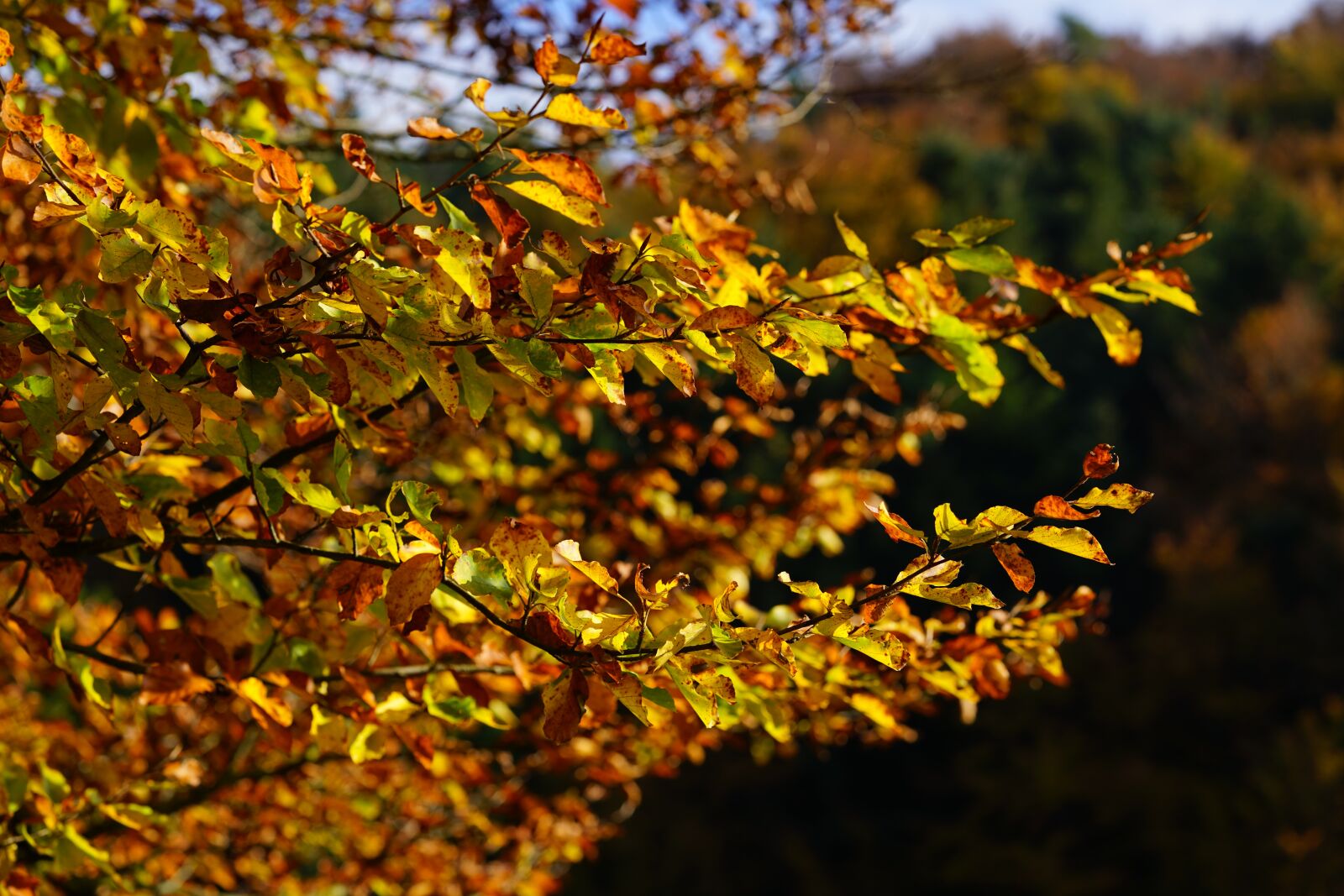 Sony a7R II + Sony FE 90mm F2.8 Macro G OSS sample photo. Autumn, leaves, fall foliage photography