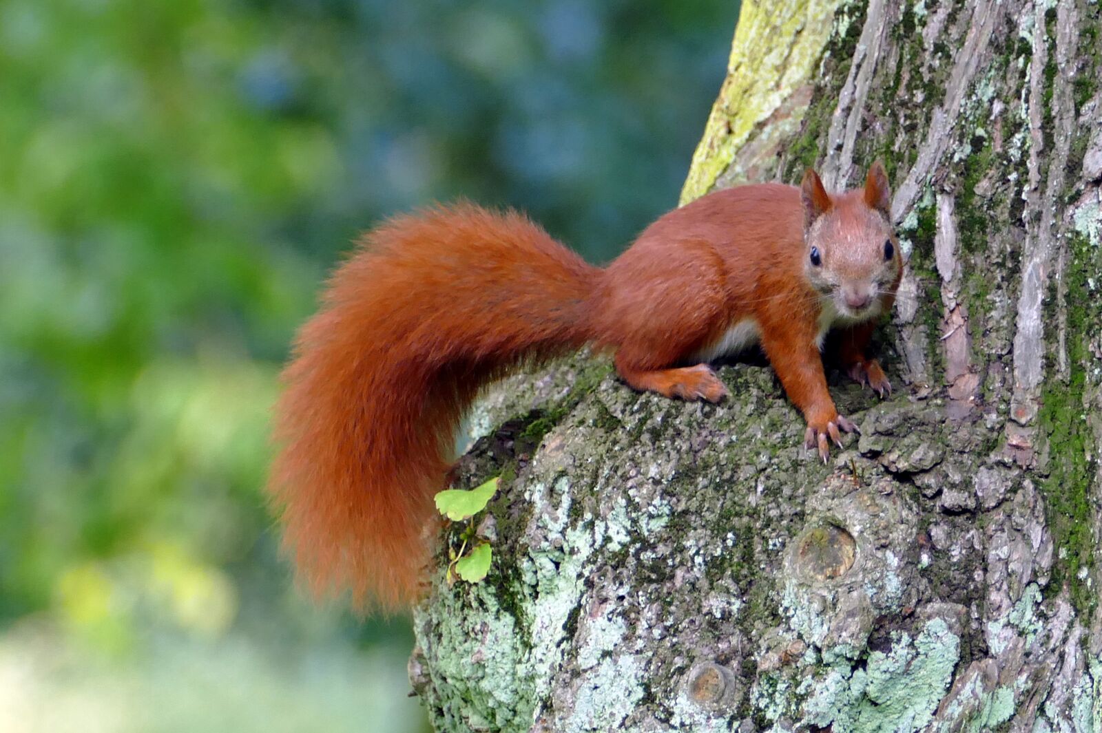 Panasonic Lumix DMC-FZ1000 sample photo. Squirrel, forest cat, forest photography