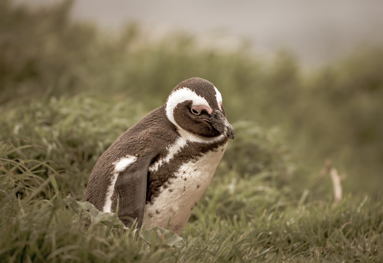 Nikon D750 sample photo. Penguin, grass, sunny photography