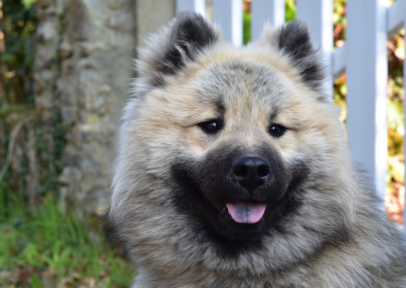 Nikon D5600 sample photo. Dog, dog olaf eurasier photography