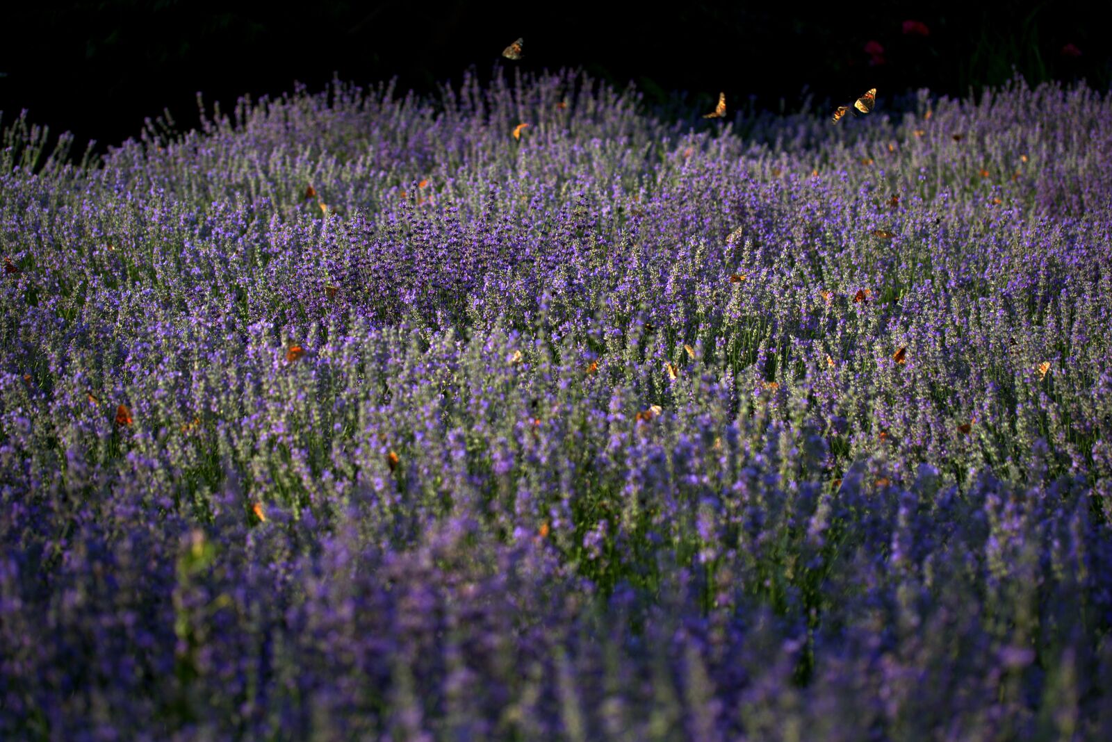 Canon EOS 7D Mark II + Canon EF-S 60mm F2.8 Macro USM sample photo. Lavender, butterflies, blue photography
