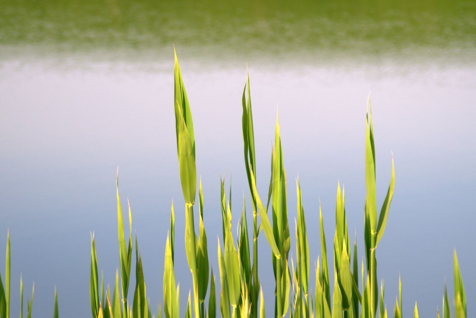 Pentax K-S2 sample photo. Sweet rush, water, shoots photography