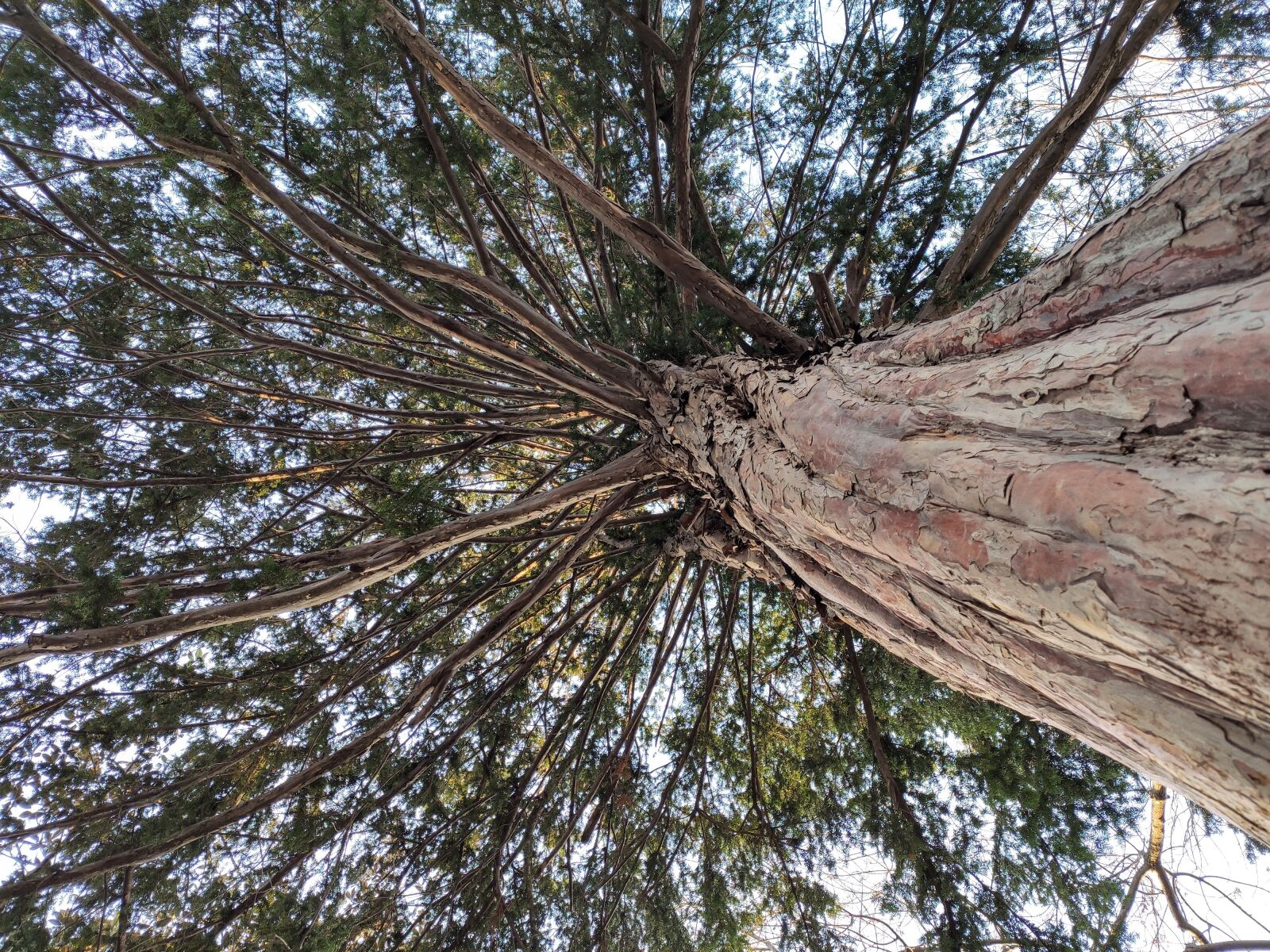 Xiaomi Mi 9T sample photo. Old tree stem, tree photography