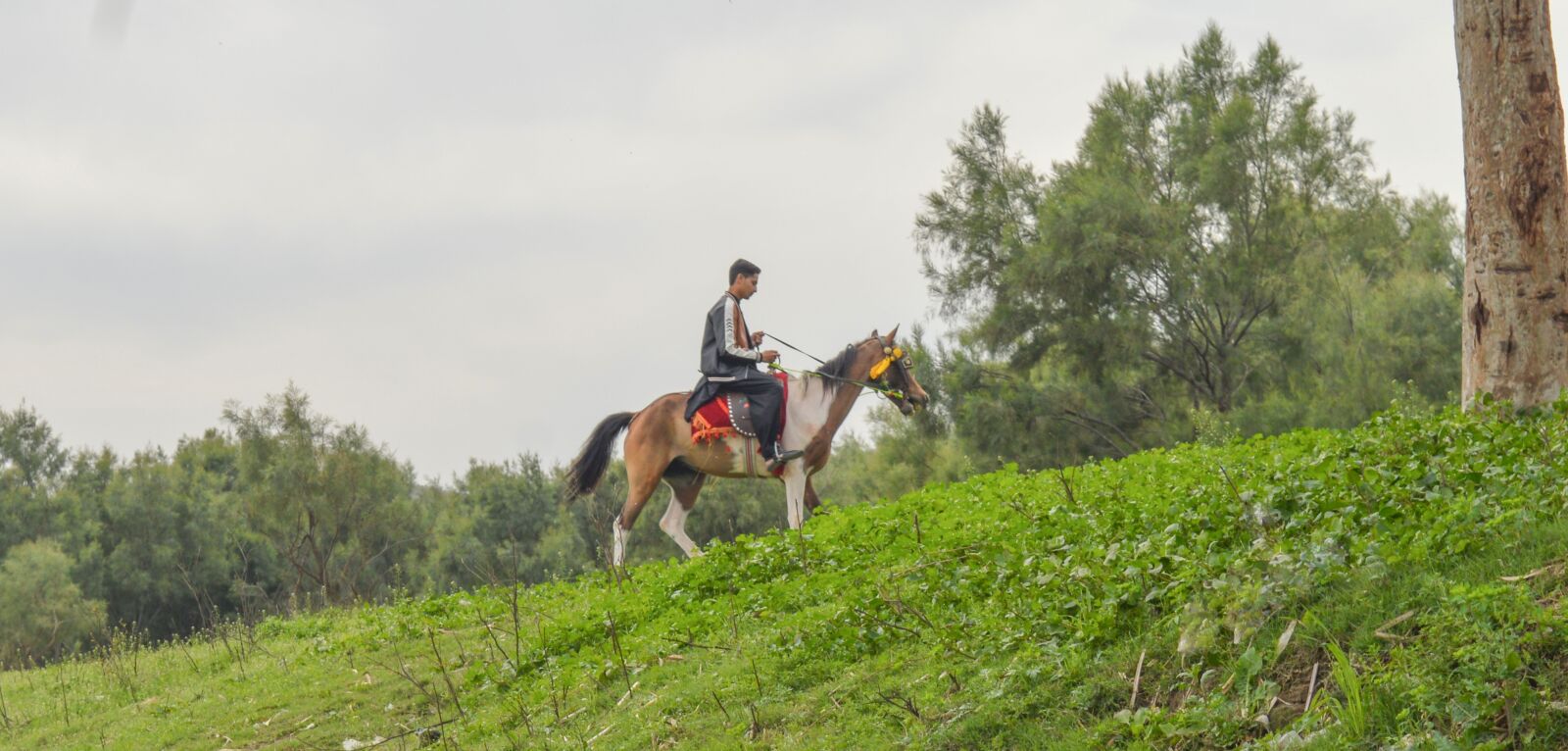 Nikon D3200 sample photo. Horse, boy, riding photography