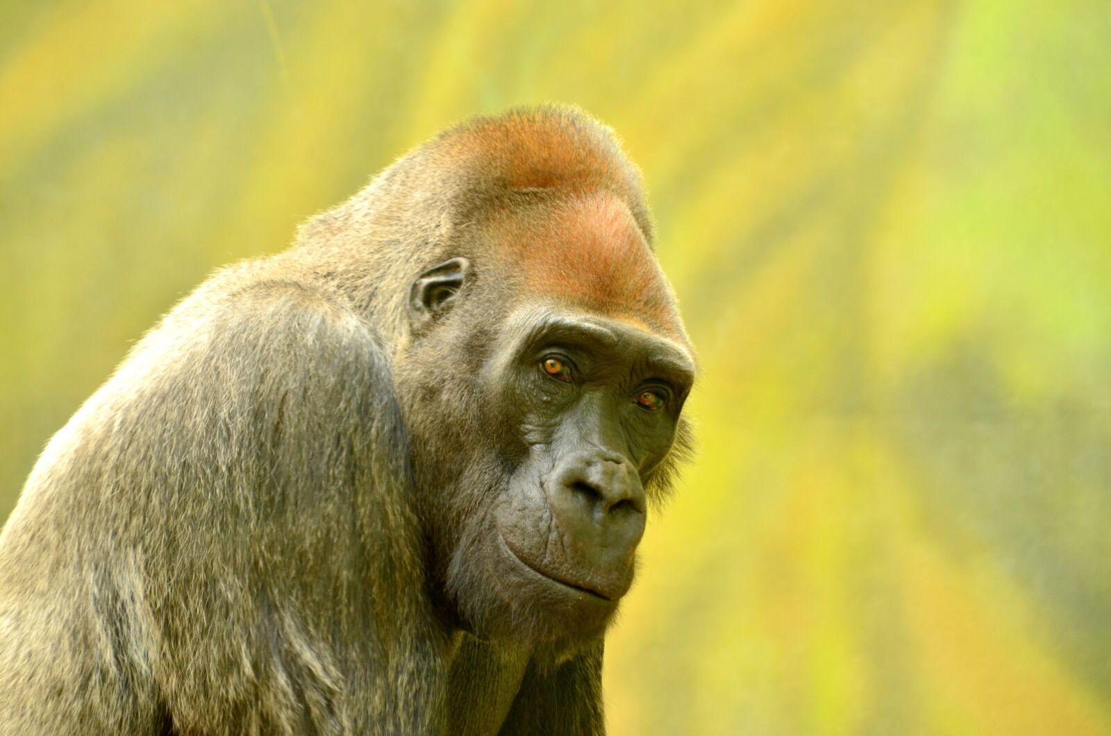 Nikon D5100 sample photo. Adult, animal, ape photography