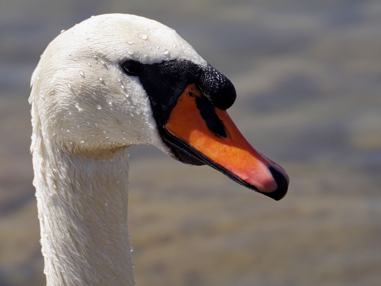 Sony DT 55-300mm F4.5-5.6 SAM sample photo. Swan, bird, animal world photography