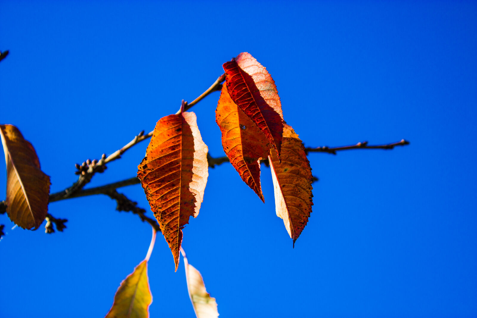 Canon EOS 600D (Rebel EOS T3i / EOS Kiss X5) + Canon EF-S 18-55mm F3.5-5.6 IS II sample photo. Autumn, leaves, blue, sky photography