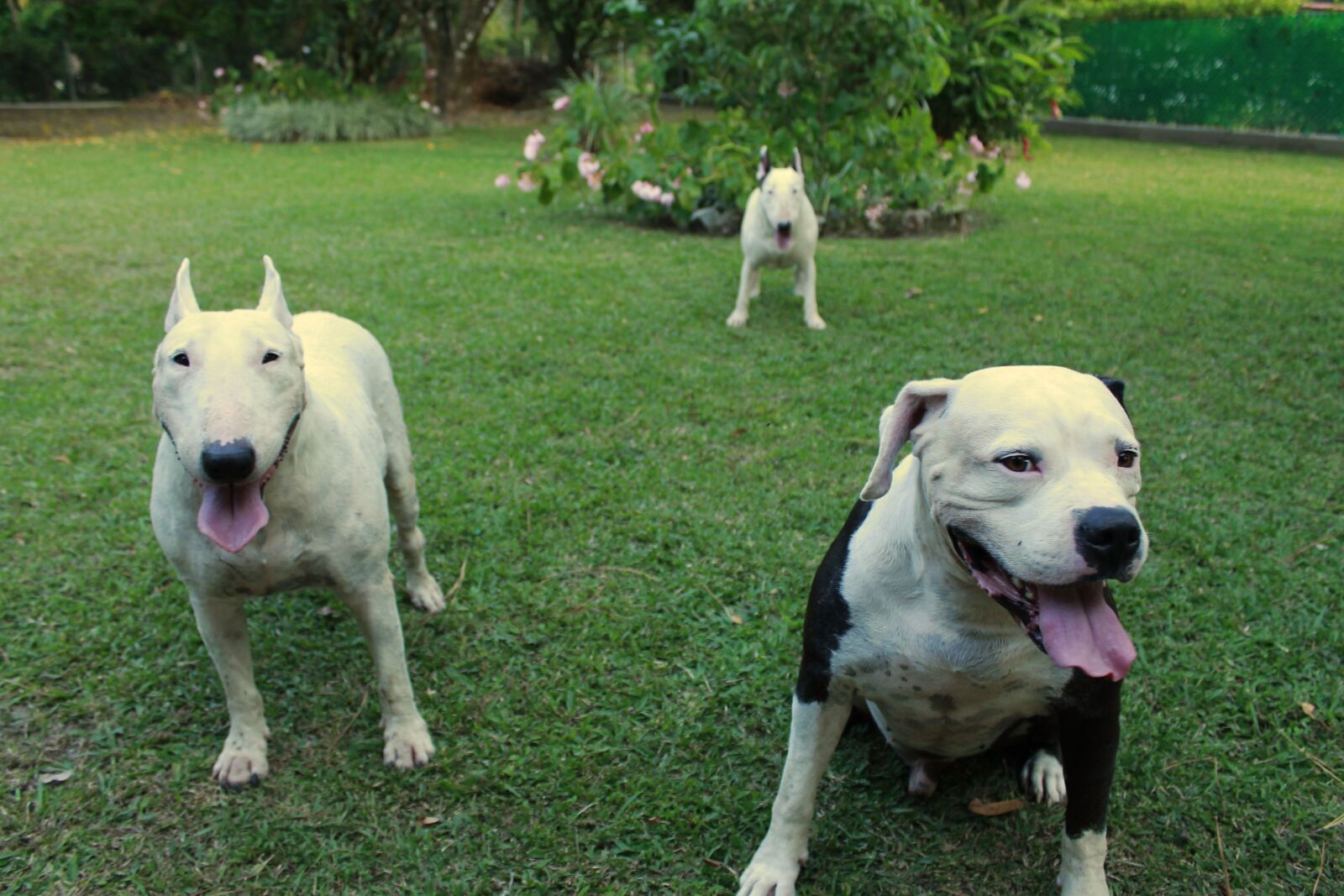 Canon EOS 1100D (EOS Rebel T3 / EOS Kiss X50) sample photo. Dogs, brothers, family photography