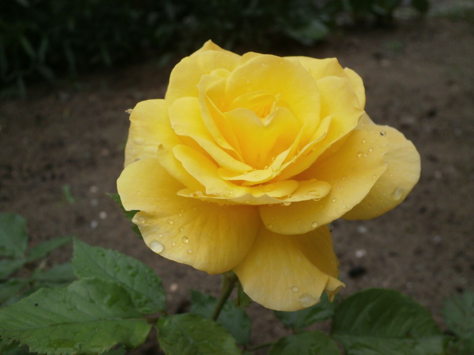 Olympus VG180,D770 sample photo. Flower, rose, yellow roses photography