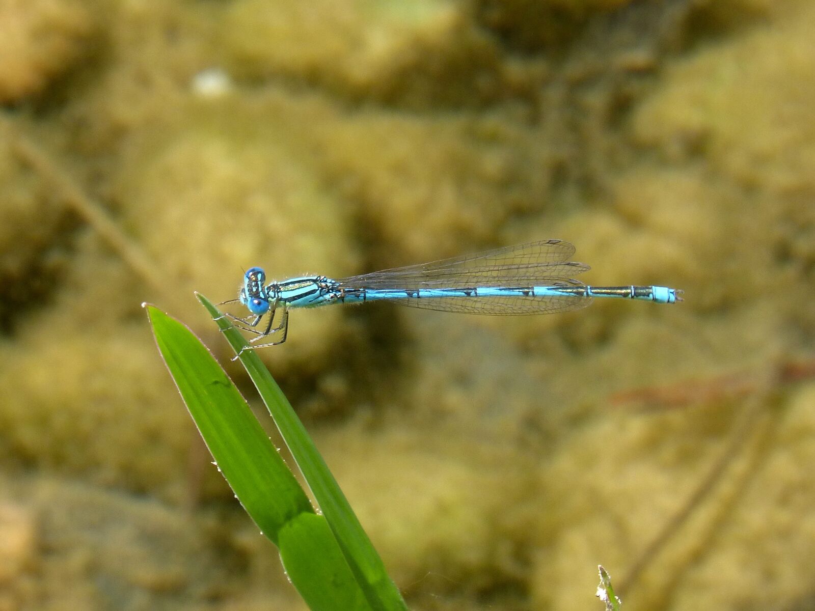 Panasonic DMC-FZ62 sample photo. Dragonfly, blue dragonfly, leaf photography