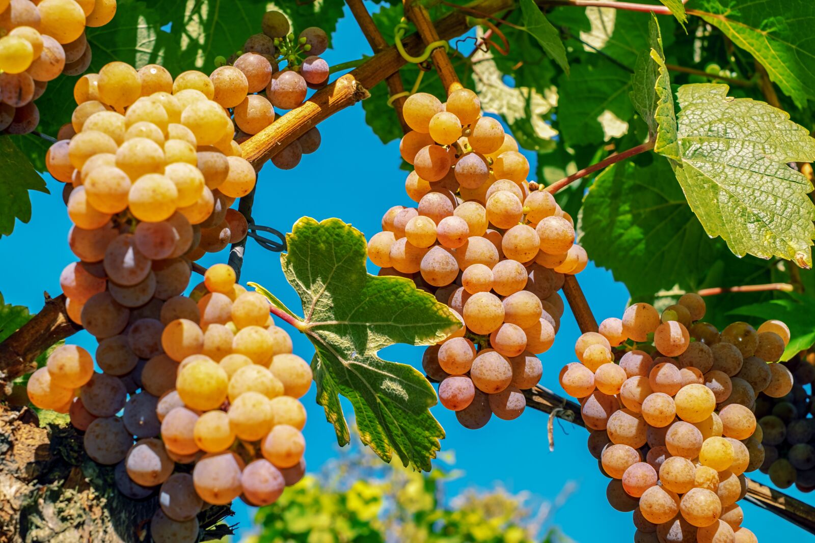 Fujifilm X-T10 + Fujifilm XF 35mm F1.4 R sample photo. Grapes, fruit, ripe photography