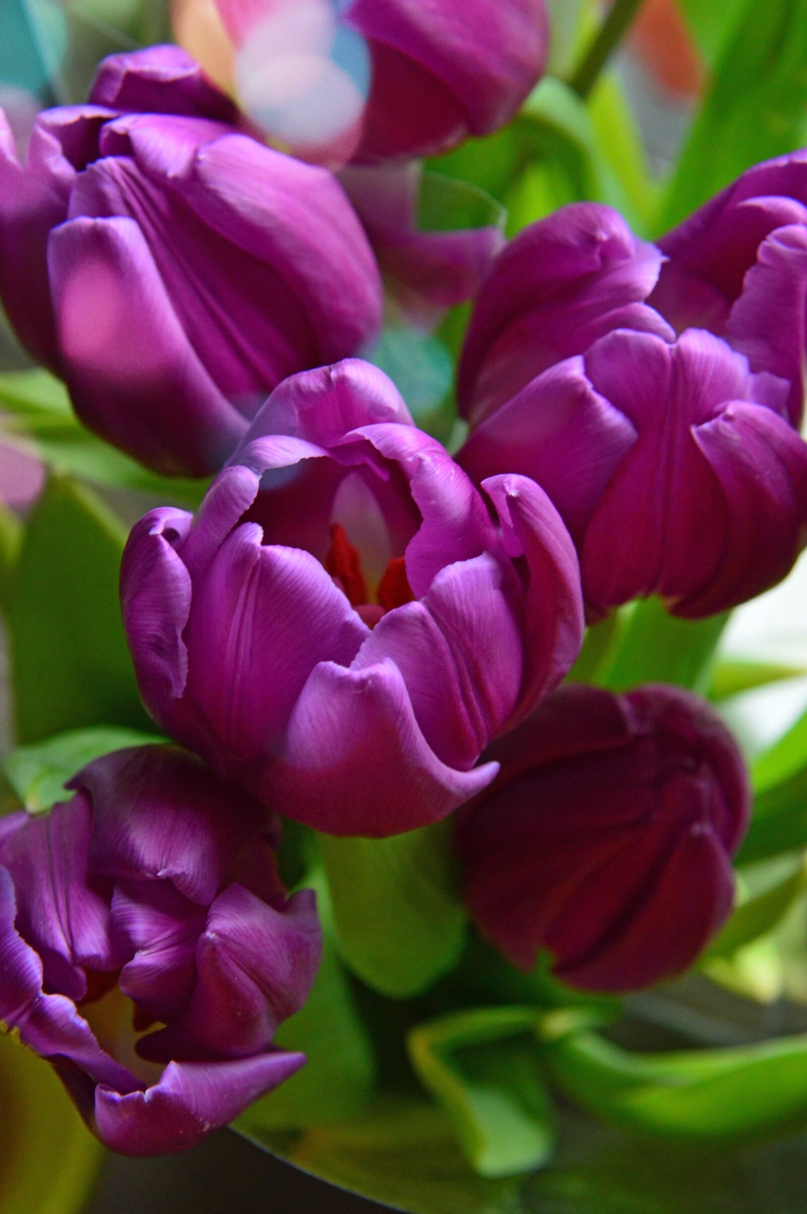 Nikon D3200 sample photo. Tulip, nature, plant photography