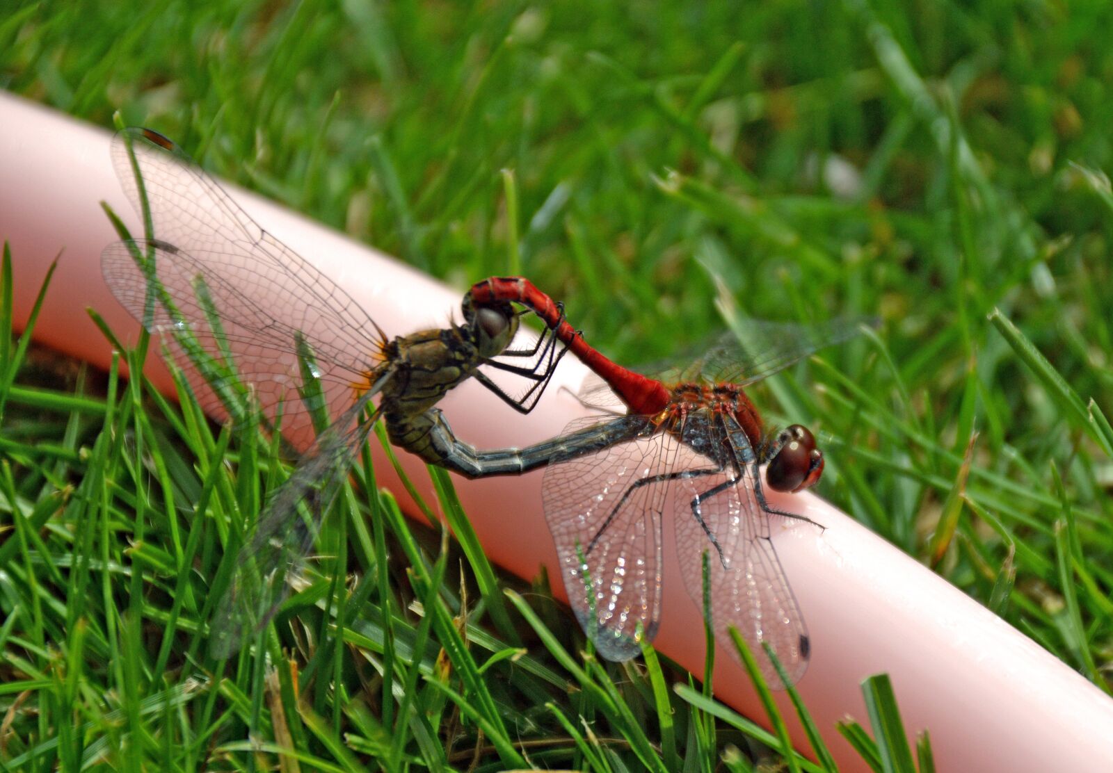 Nikon D3200 sample photo. Dragonflies, insects, grass photography