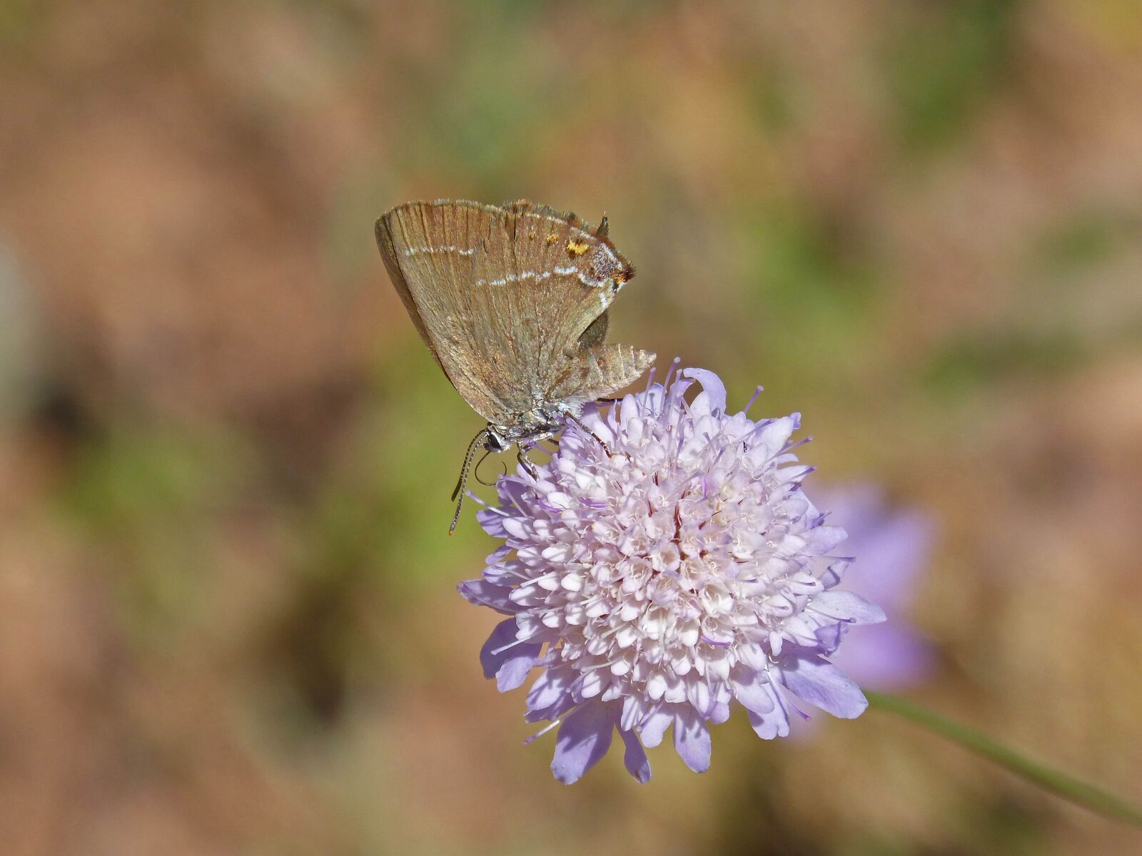Panasonic DMC-FZ62 sample photo. Satyrium esculi, wild flower photography