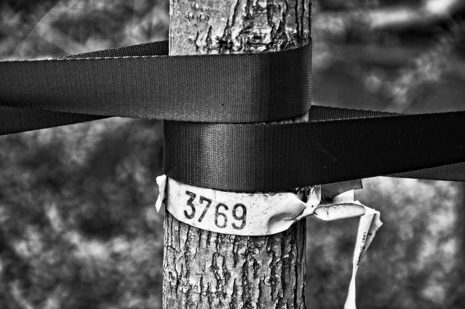 Nikon D90 sample photo. Young tree, tree trunk photography