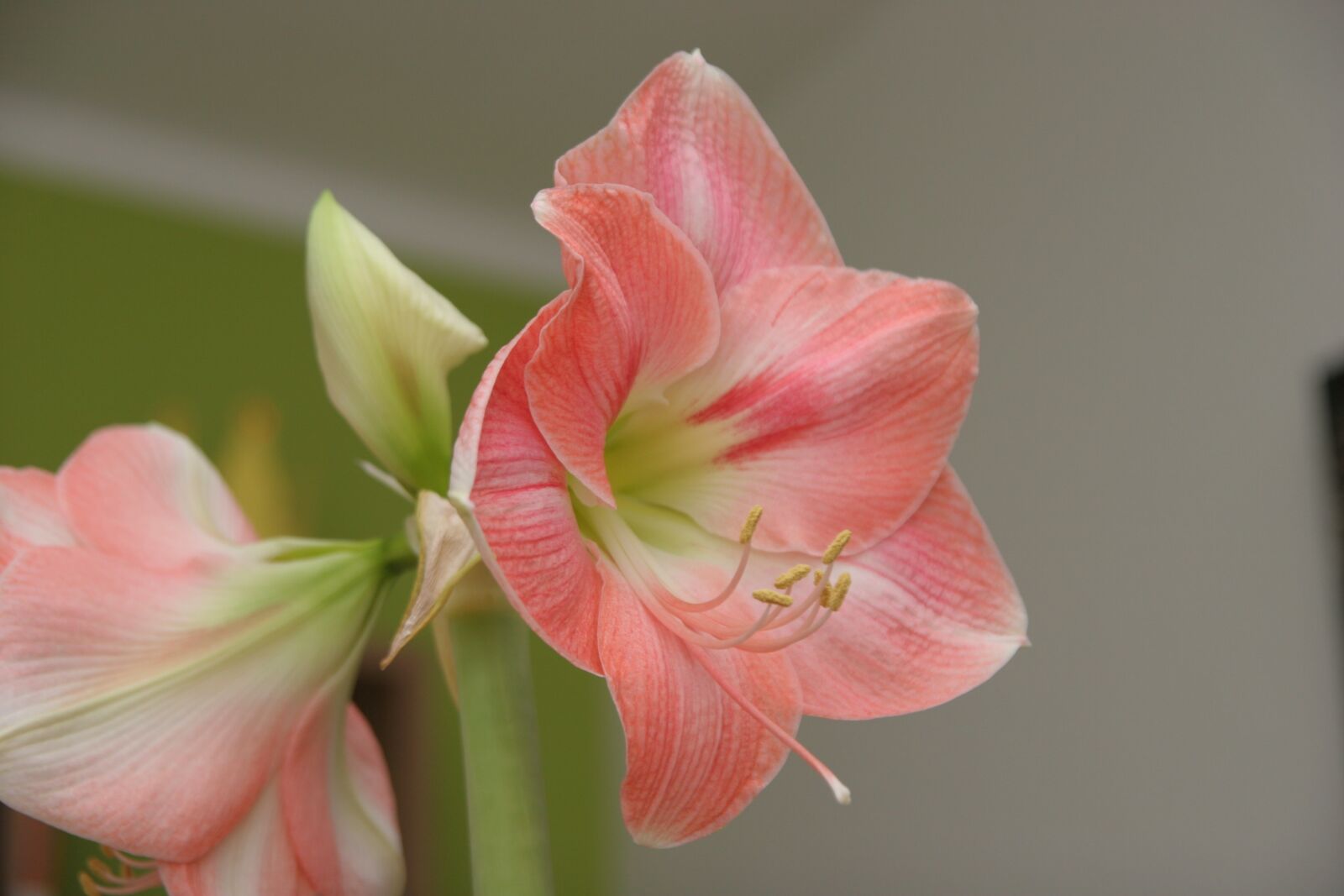 Canon EOS 20D sample photo. Amarilis, petals, flower photography