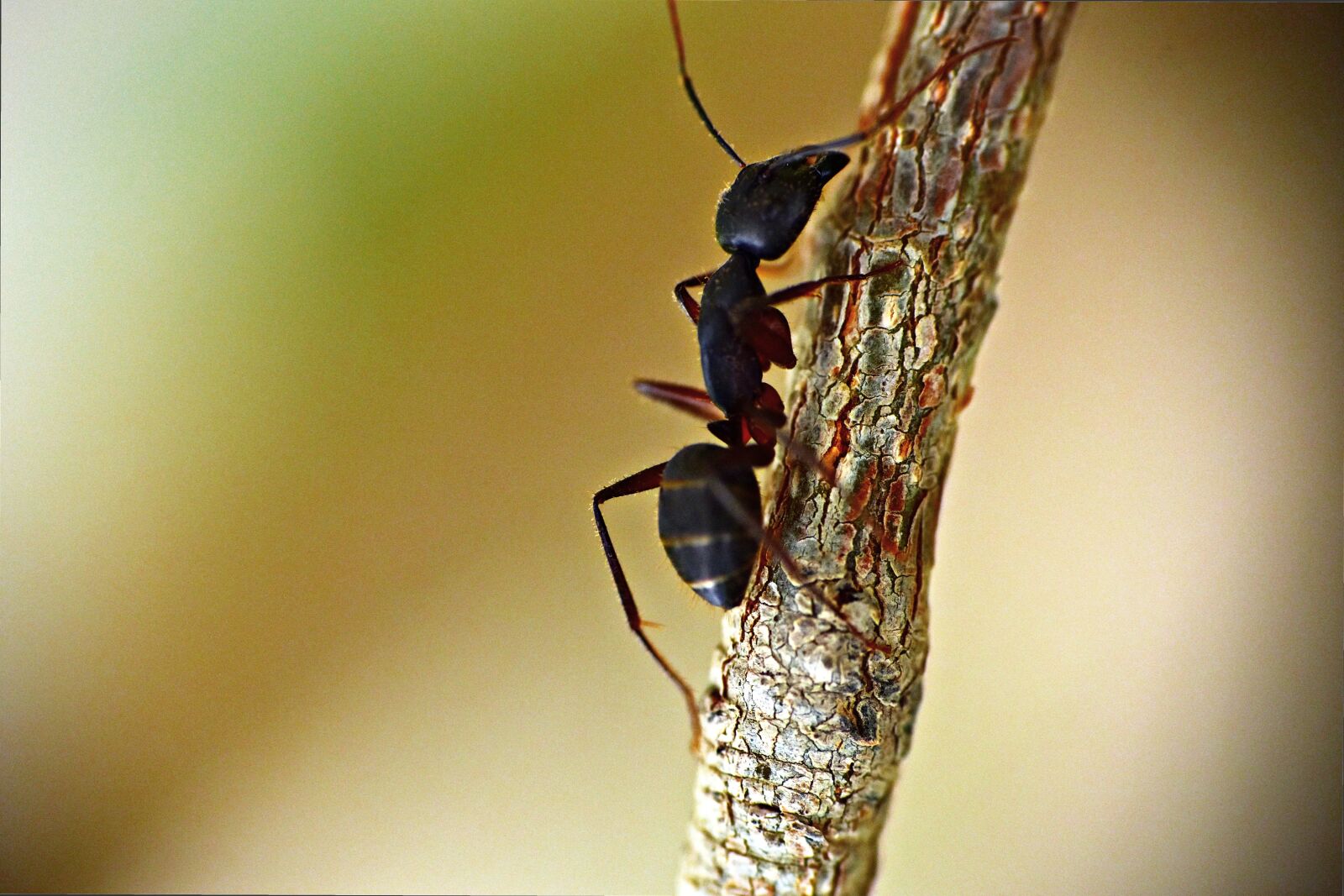 Nikon D5600 sample photo. Black ant, insect, garden photography
