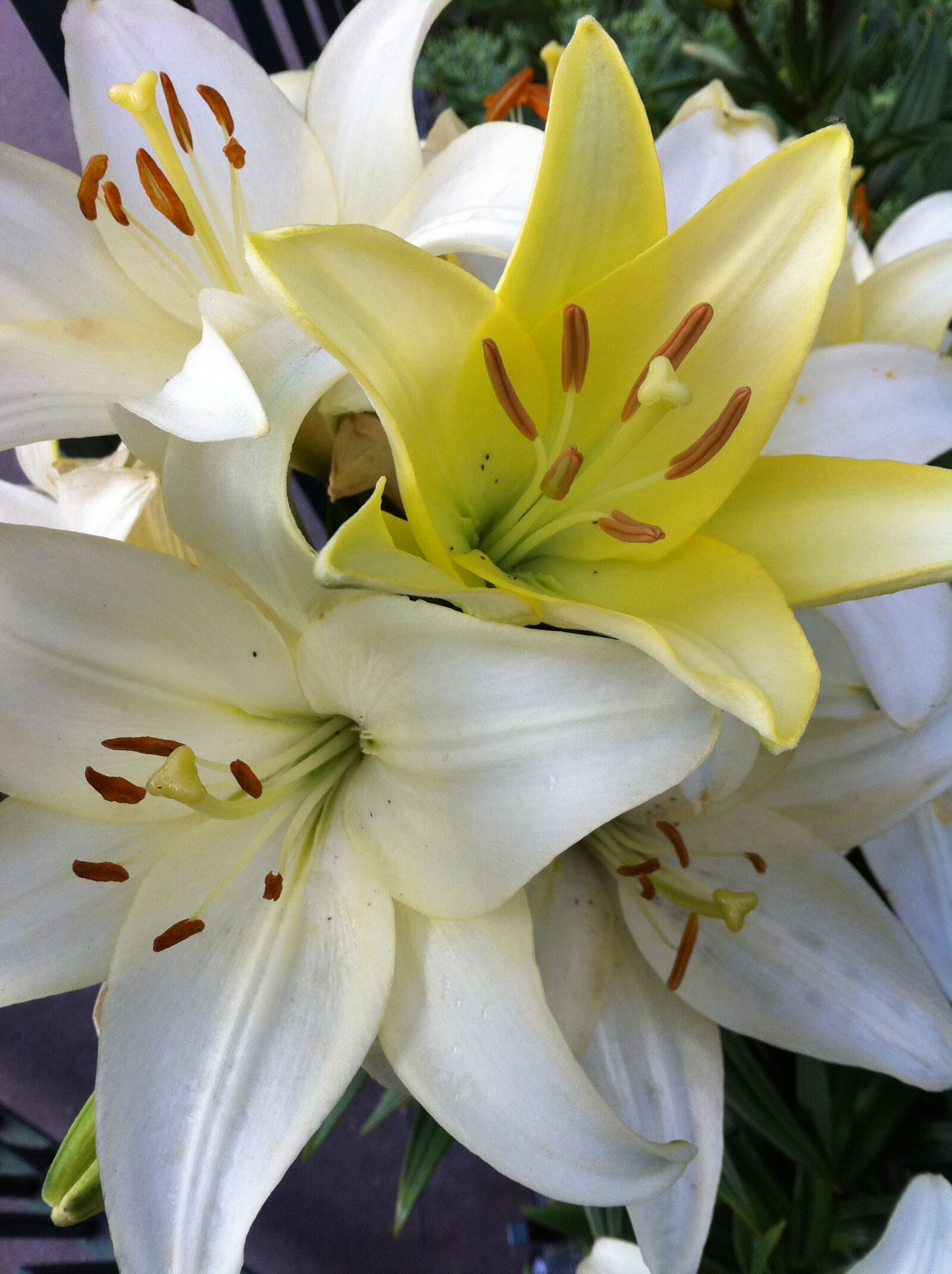 Apple iPhone 4 sample photo