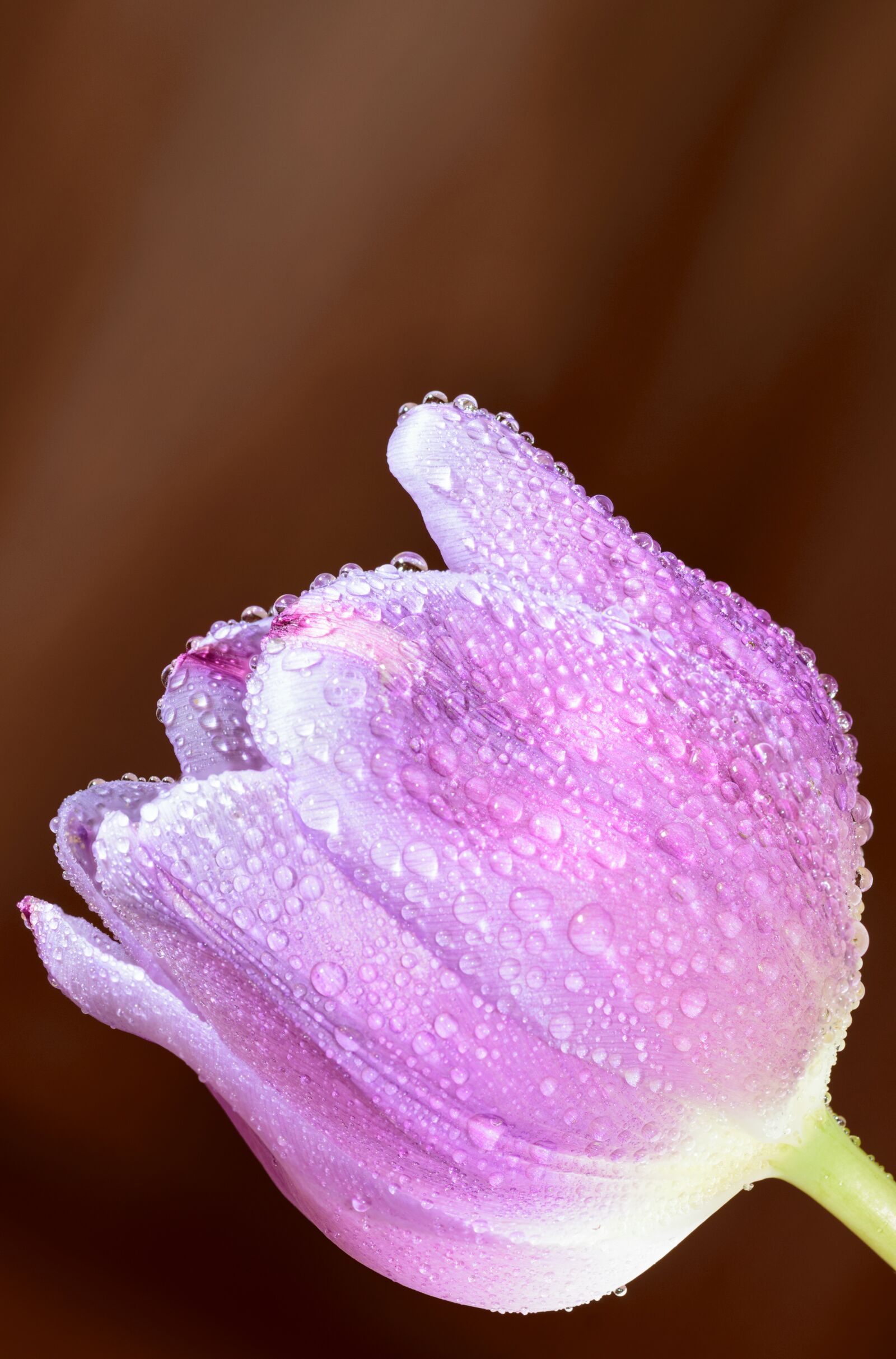 Nikon D5300 sample photo. Art, artistic, arty photography