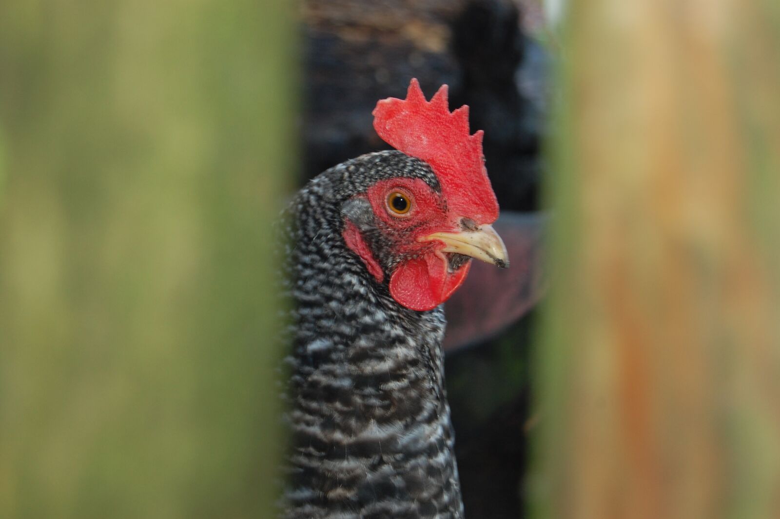 Nikon D40 sample photo. Chicken animal, pet, poultry photography