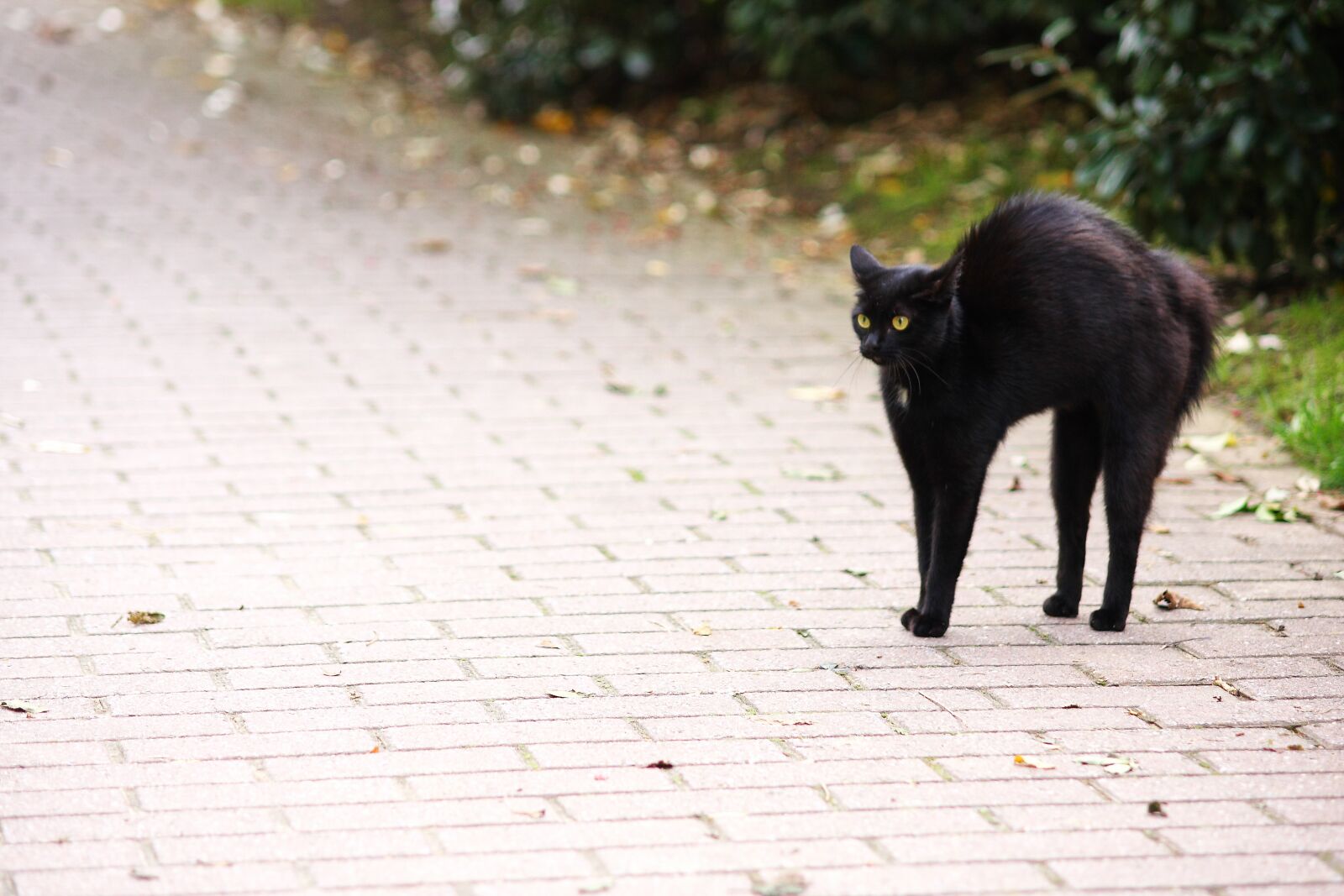 Canon EOS 40D sample photo. Friday 13, hypnosis, look photography