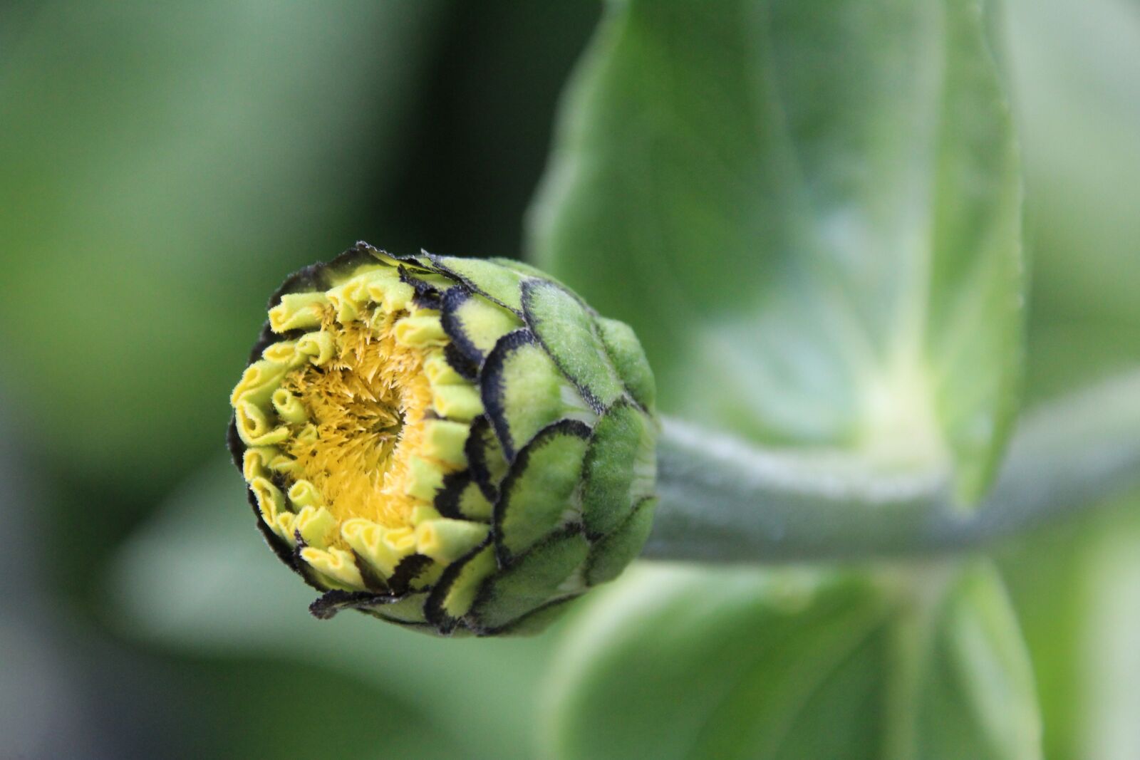Canon EOS 1200D (EOS Rebel T5 / EOS Kiss X70 / EOS Hi) sample photo. Plant, bud, flower bud photography
