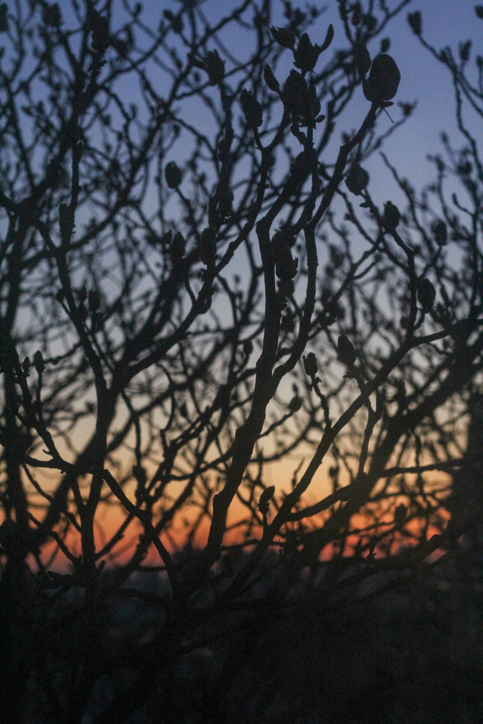 Canon EOS 60D + Canon EF 50mm F1.8 II sample photo. Tree, branch, sunset photography