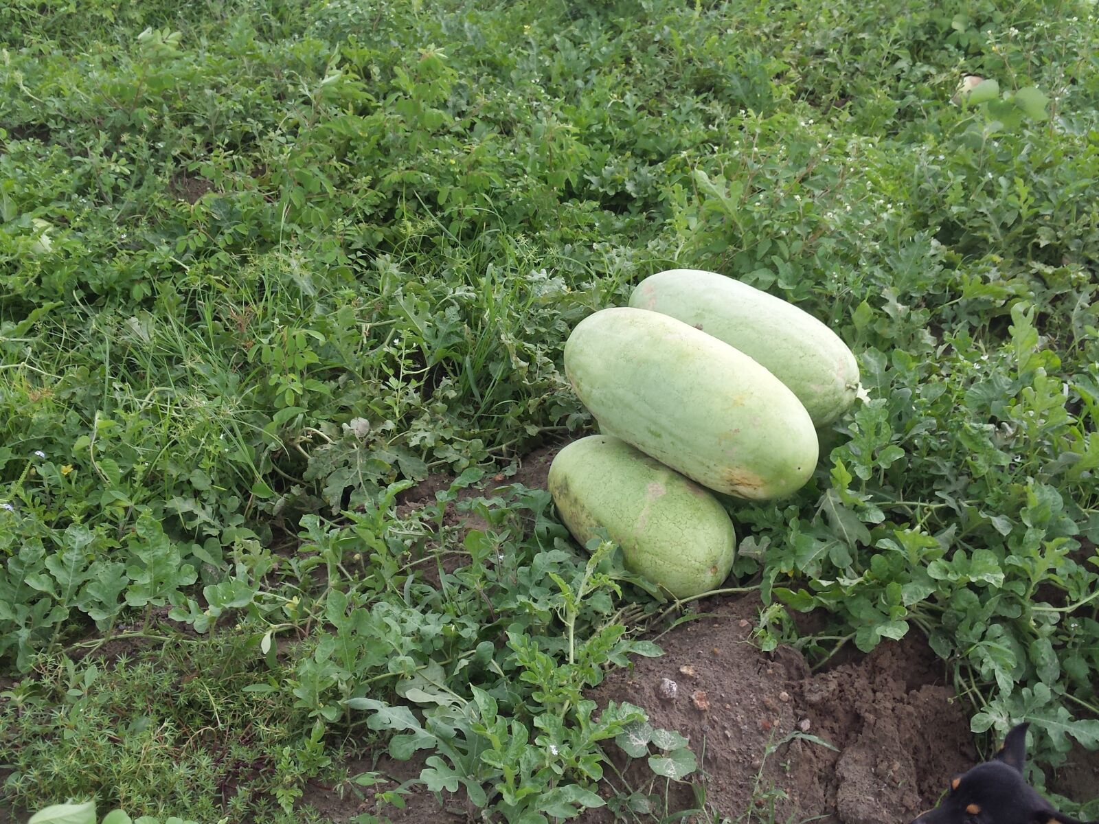 Samsung SGH-I337 sample photo. Melon, watermelon, fruit photography