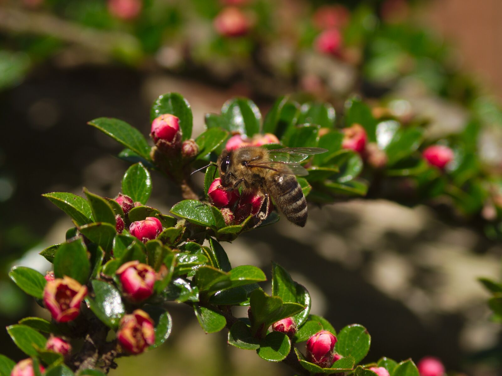 Pentax K-x sample photo. Honeybee, pollination, cotoneaster photography