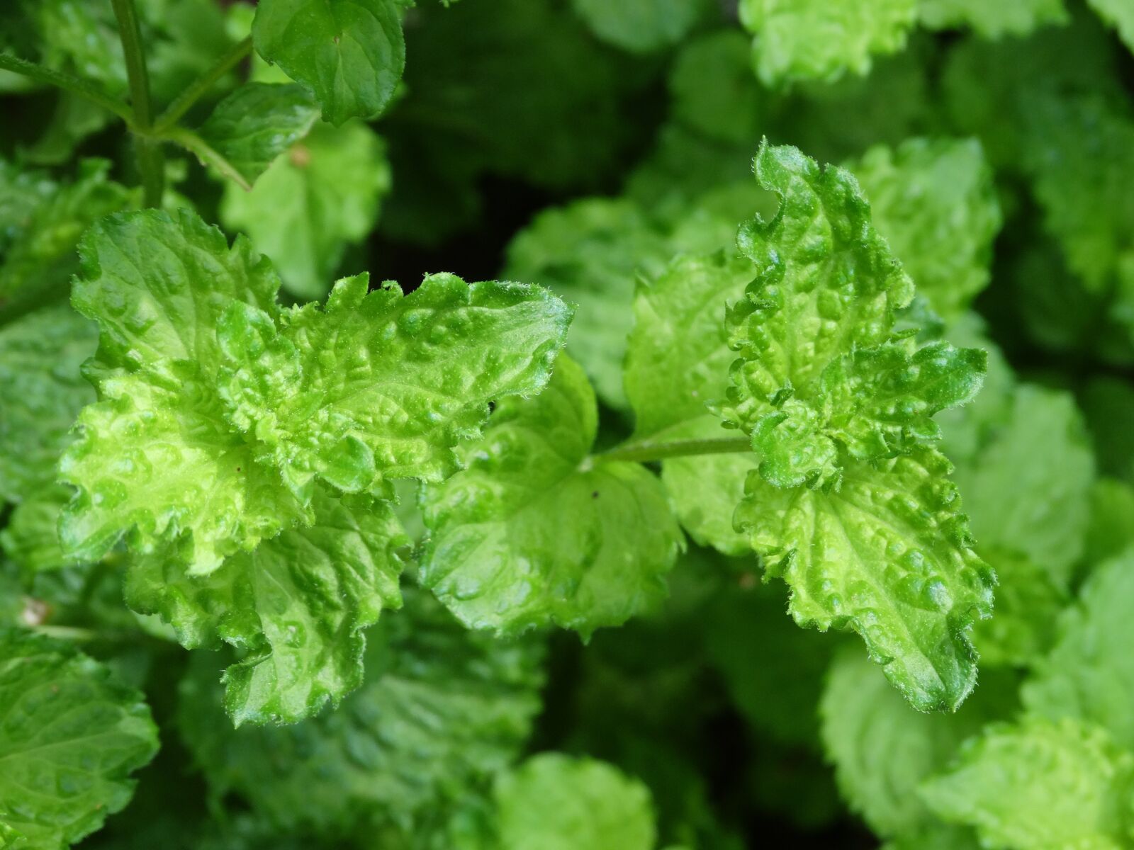 Sony Cyber-shot DSC-HX300 sample photo. Mint, plant, green photography