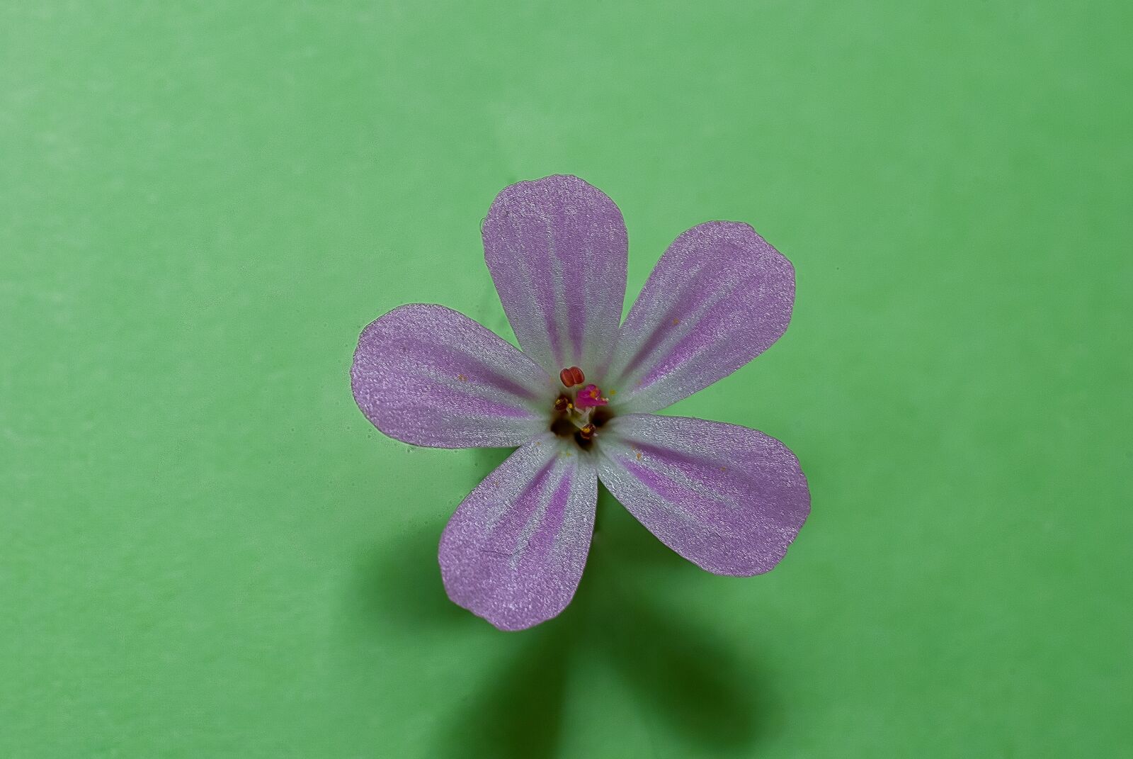 Nikon D80 sample photo. Macro, flower, pink photography