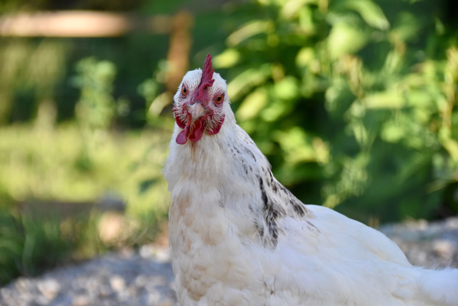 Nikon D5600 sample photo. Hen, portrait of a photography