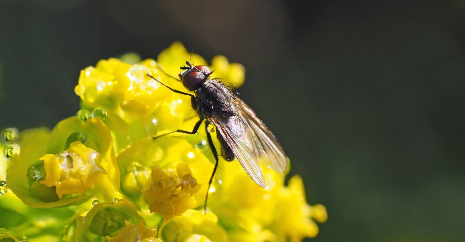 Olympus M.Zuiko Digital ED 60mm F2.8 Macro sample photo. Fly, small, morning photography