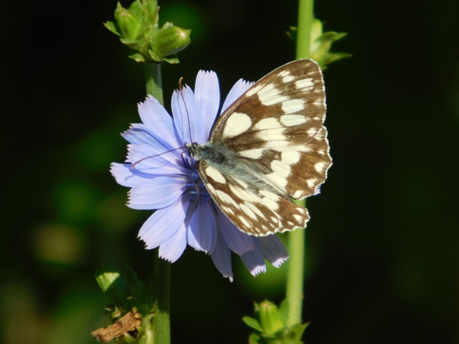 Nikon Coolpix L840 sample photo. Blue, wildflower, butterfly photography