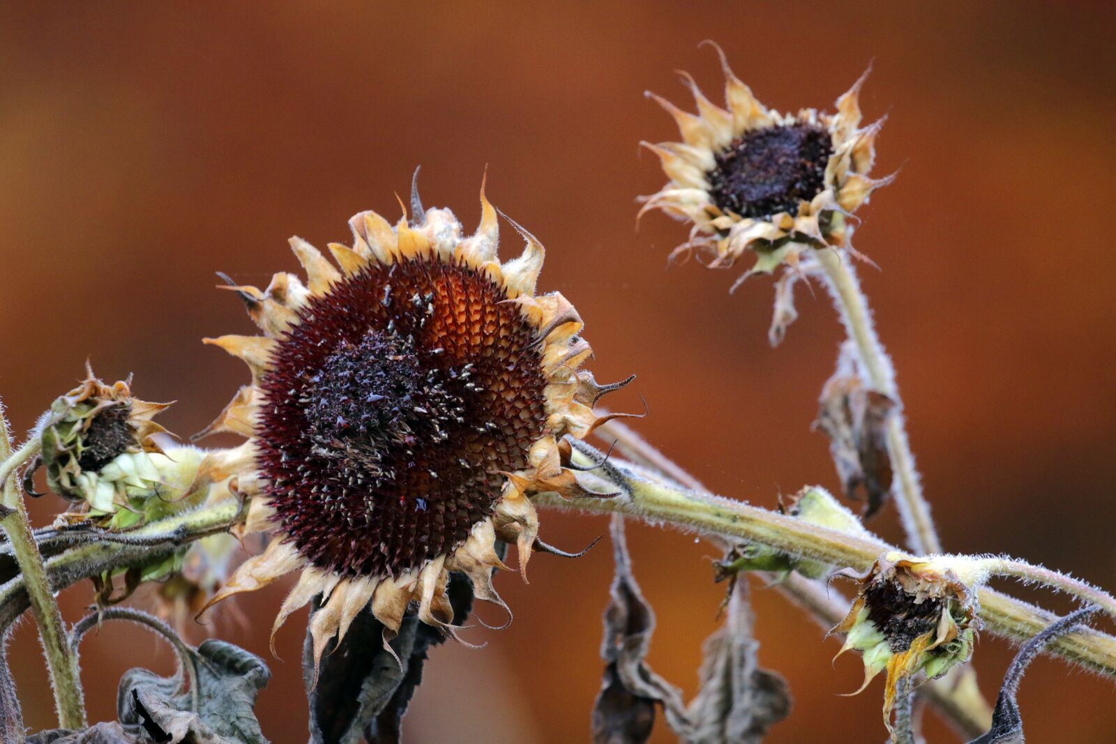 Canon EOS 7D Mark II sample photo. Sunflower, autumn, vergängnis photography