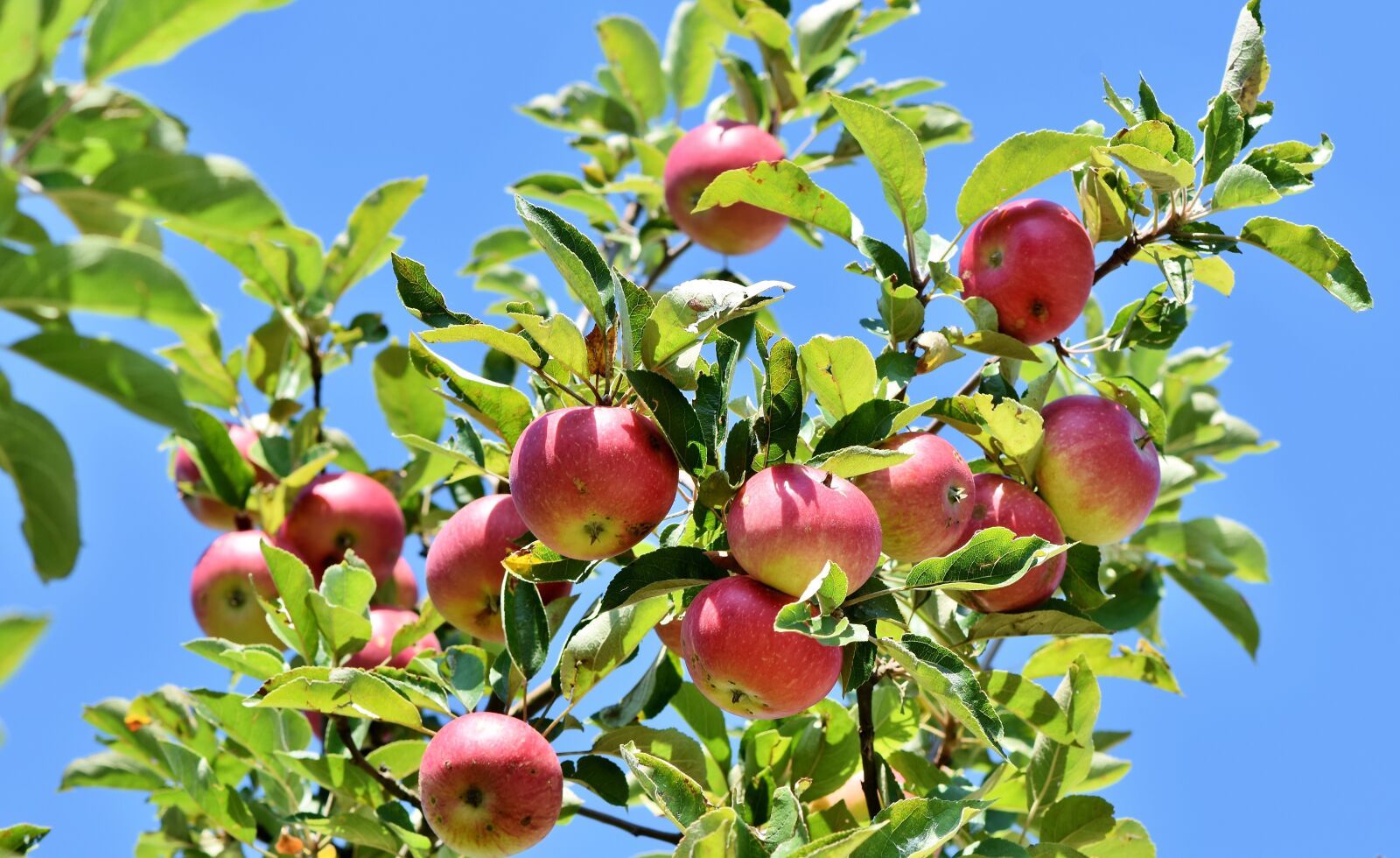 Nikon D7200 sample photo. Apple, apple tree, fruit photography