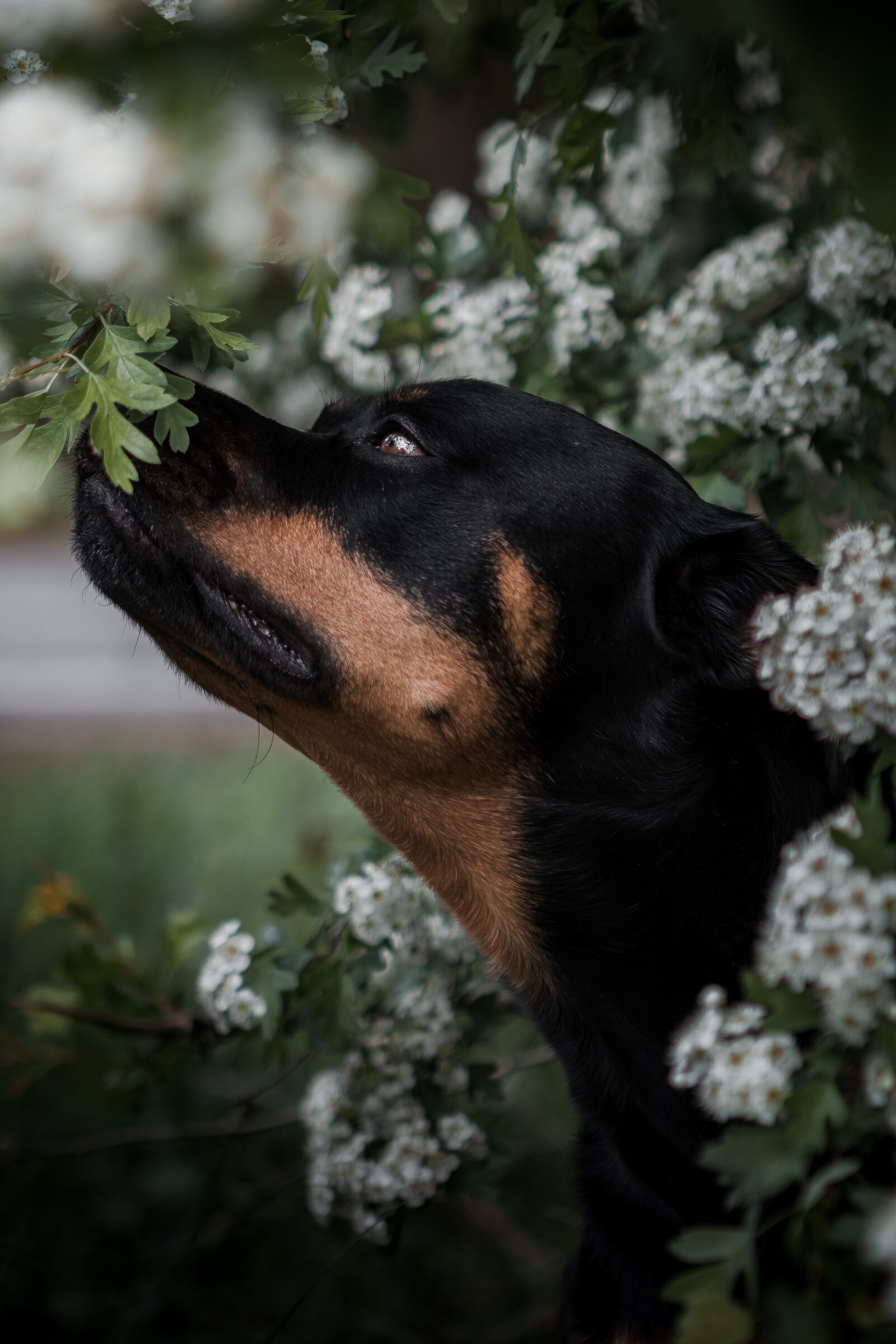 Canon EOS 80D + Canon EF 24-70mm F2.8L USM sample photo. Dog, rottweiler, flower photography