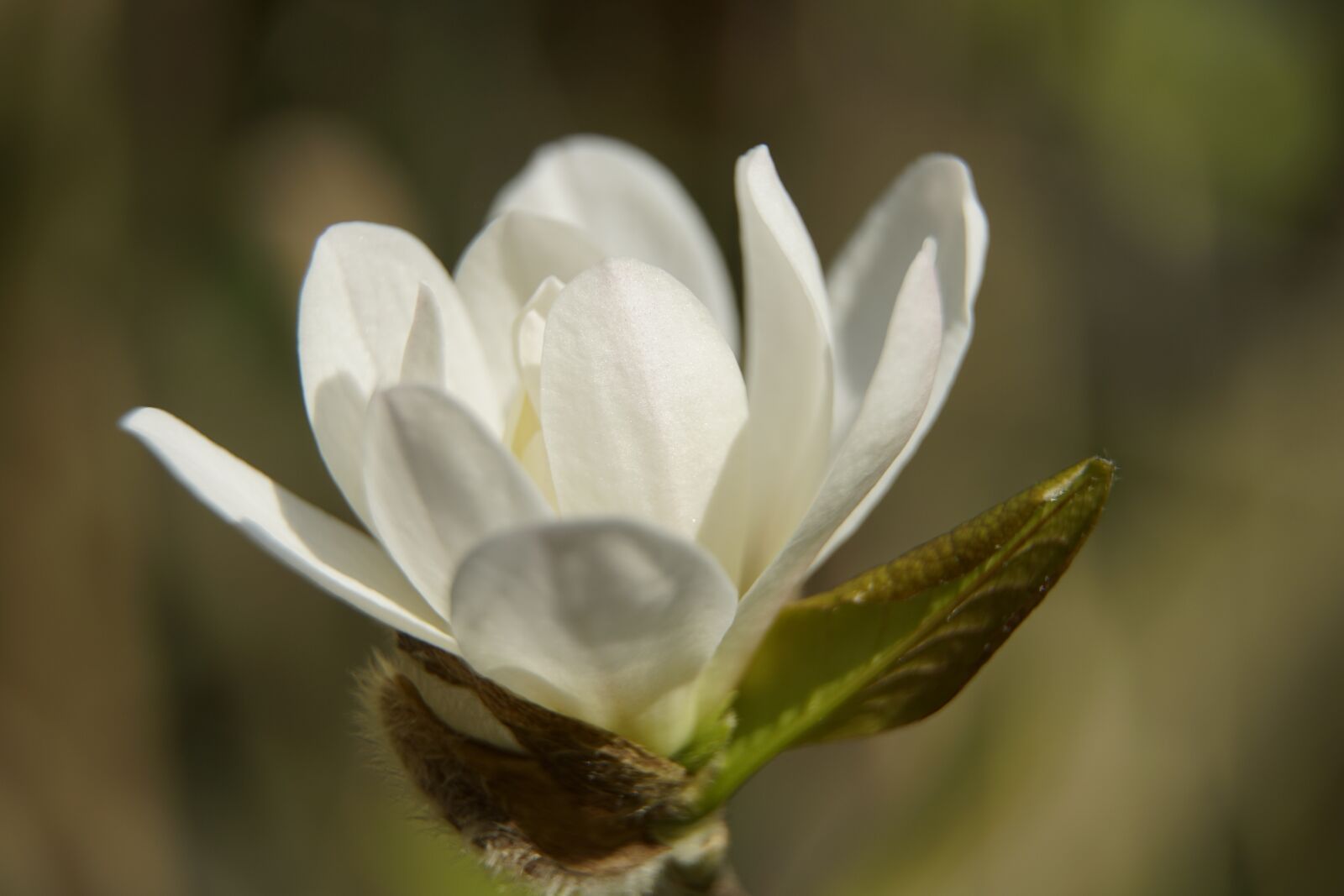 Sony a7R II + Sony E PZ 18-105mm F4 G OSS sample photo. Magnolia, stellata, white photography
