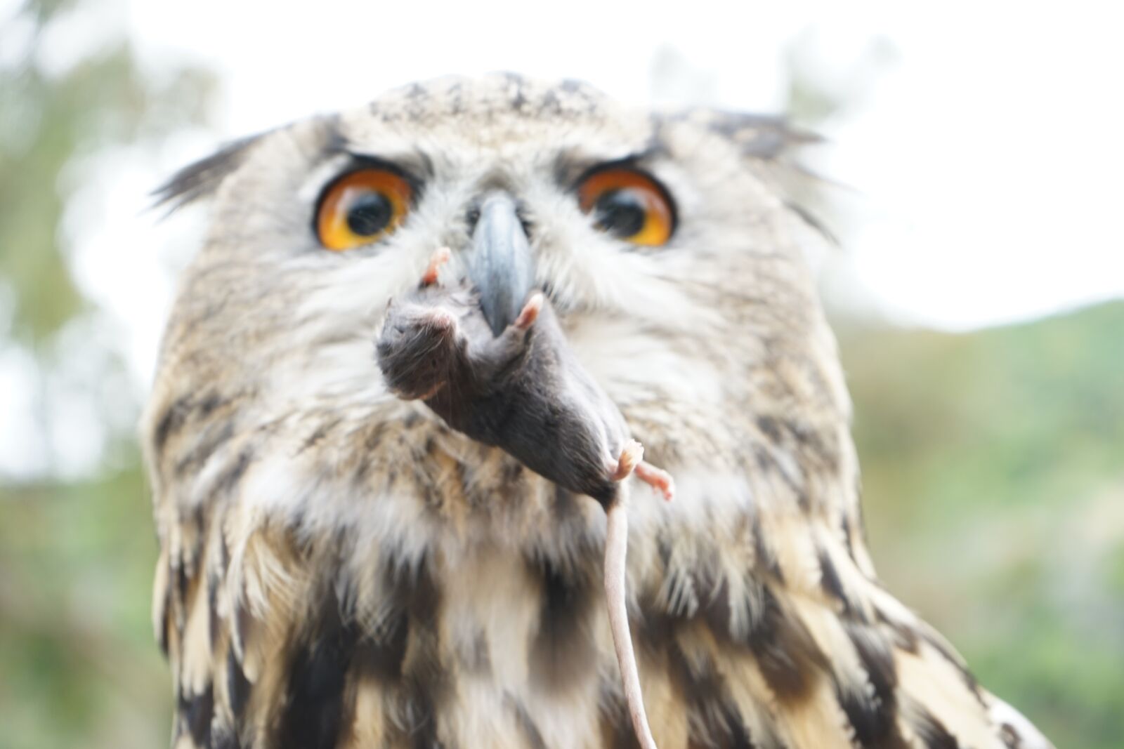 Sony a7 II + Sony FE 28-70mm F3.5-5.6 OSS sample photo. Owl, mouse, bird photography